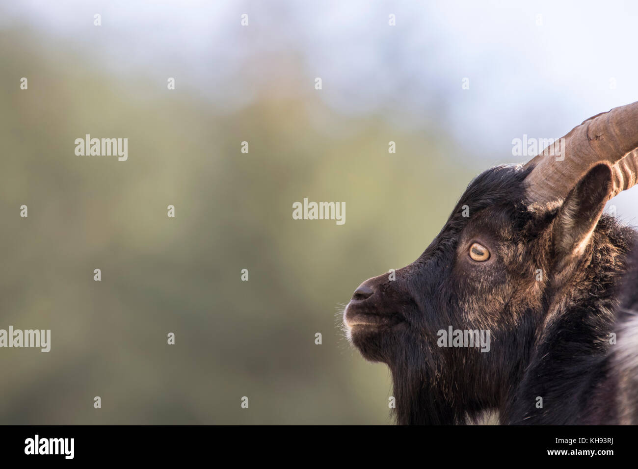 feral goats, capra hircus, male and female close up portrait on a sunny day on a mountain side during autumn in scotland. Stock Photo