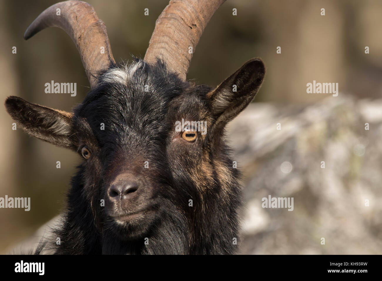 feral goats, capra hircus, male and female close up portrait on a sunny day on a mountain side during autumn in scotland. Stock Photo