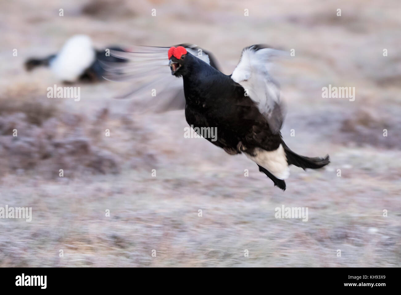 black grouse, Lyrurus tetrix, male and female during lekking on a frosty morning in Scotland Stock Photo