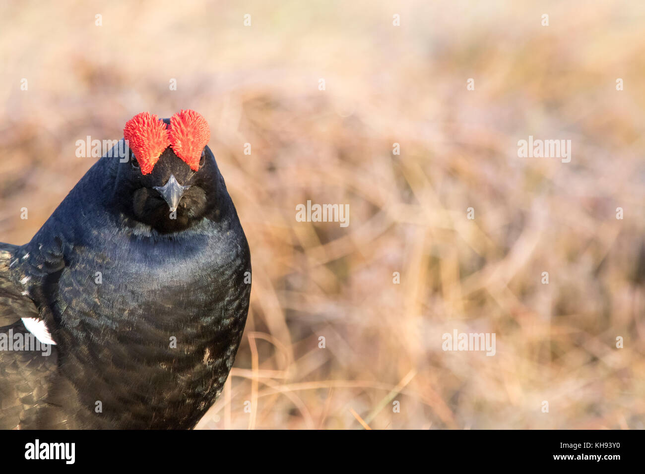 black grouse, Lyrurus tetrix, male and female during lekking on a frosty morning in Scotland Stock Photo
