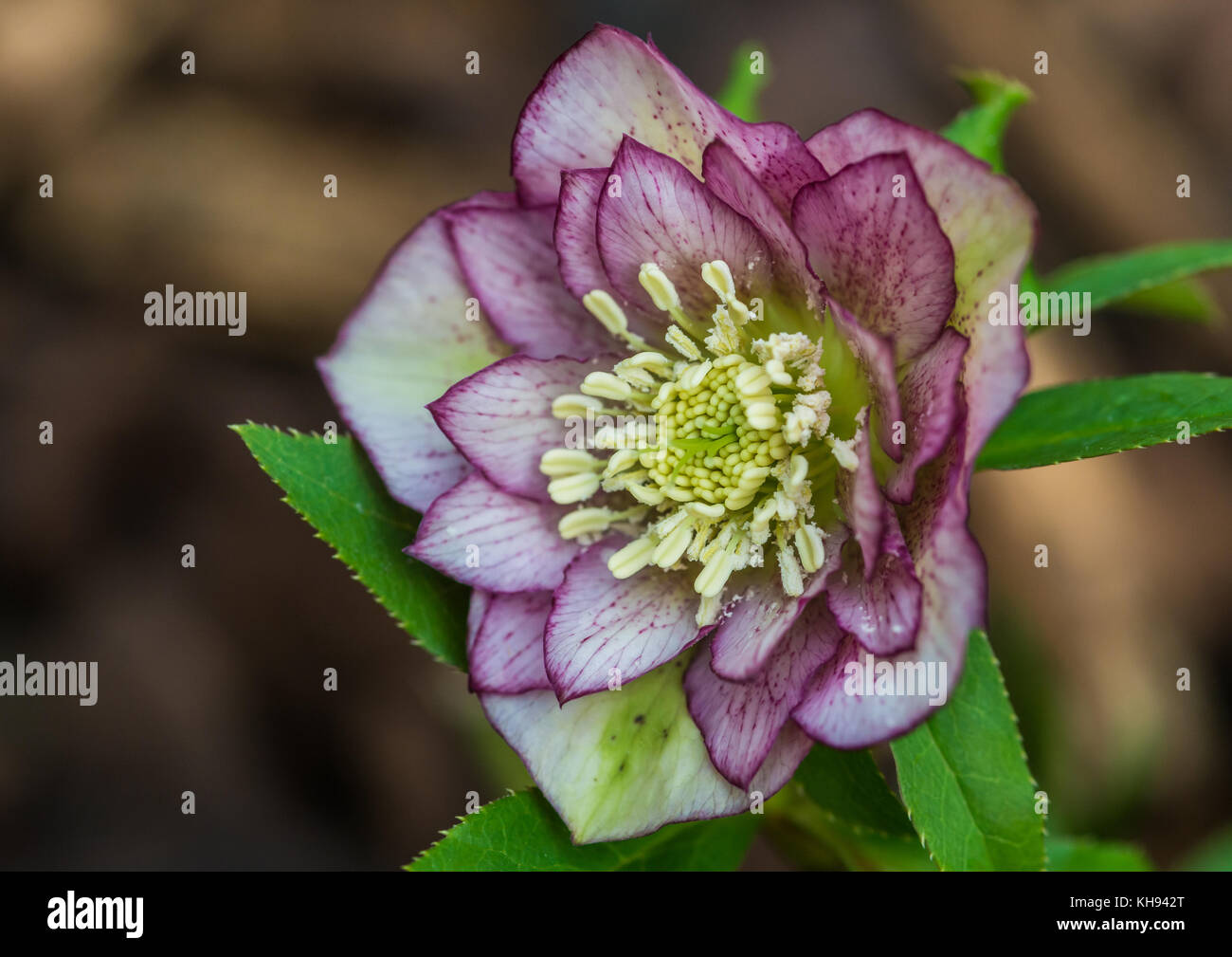 A macro shot of a helleborus double ellen bloom. Stock Photo