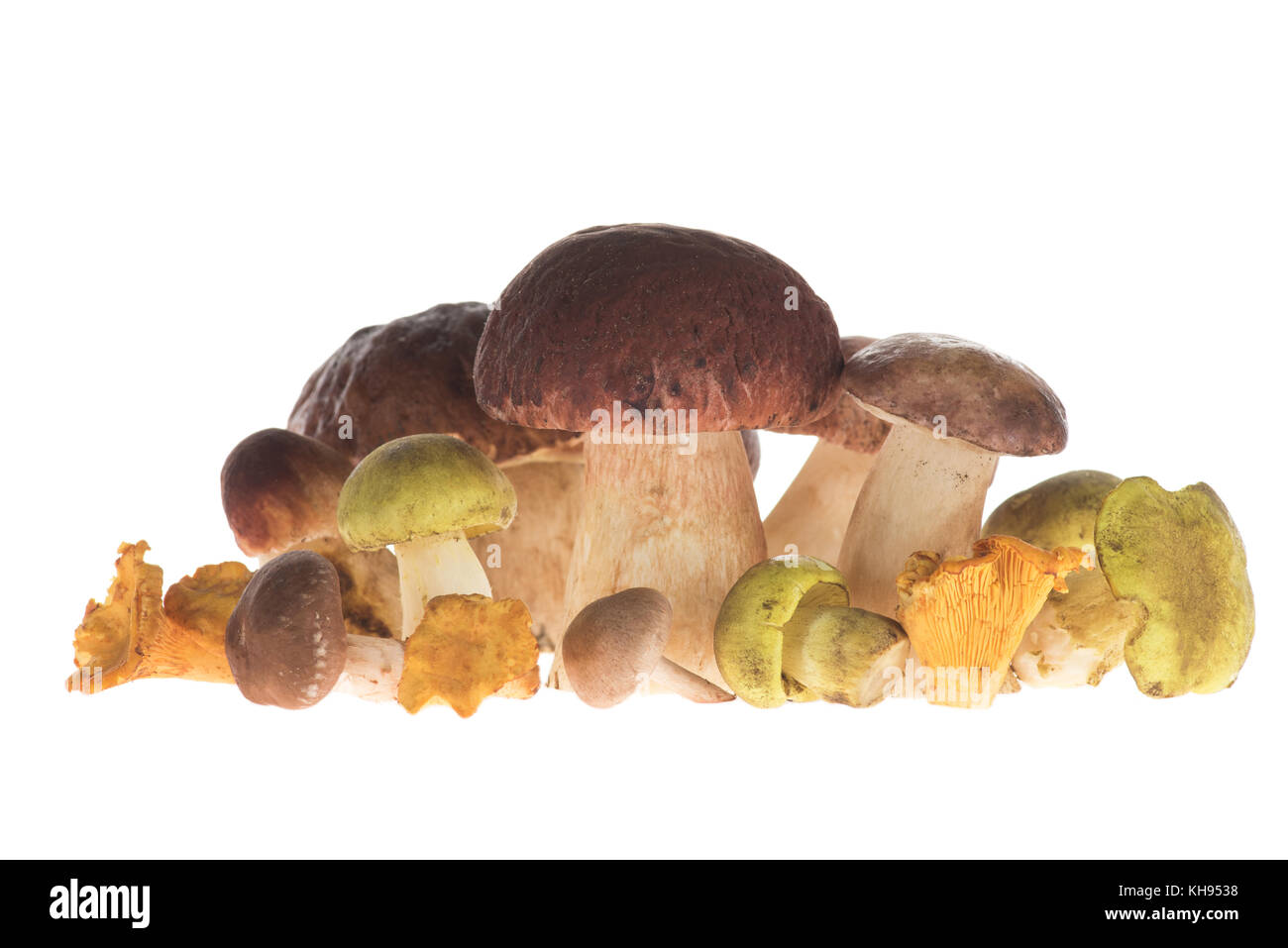 Pile of Different types of mushrooms Stock Photo