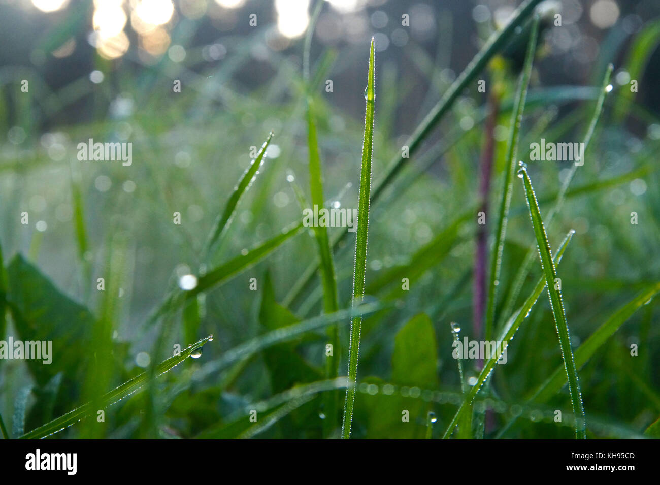 Green morning grass in the fog.Outdoors Stock Photo
