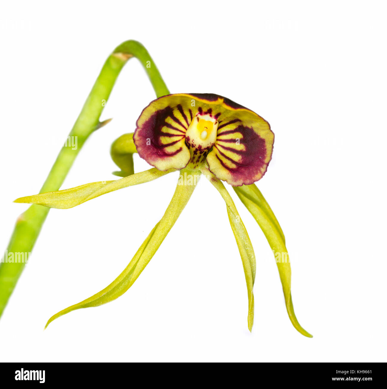 Prosthechea cochleata or clamshell orchid Stock Photo