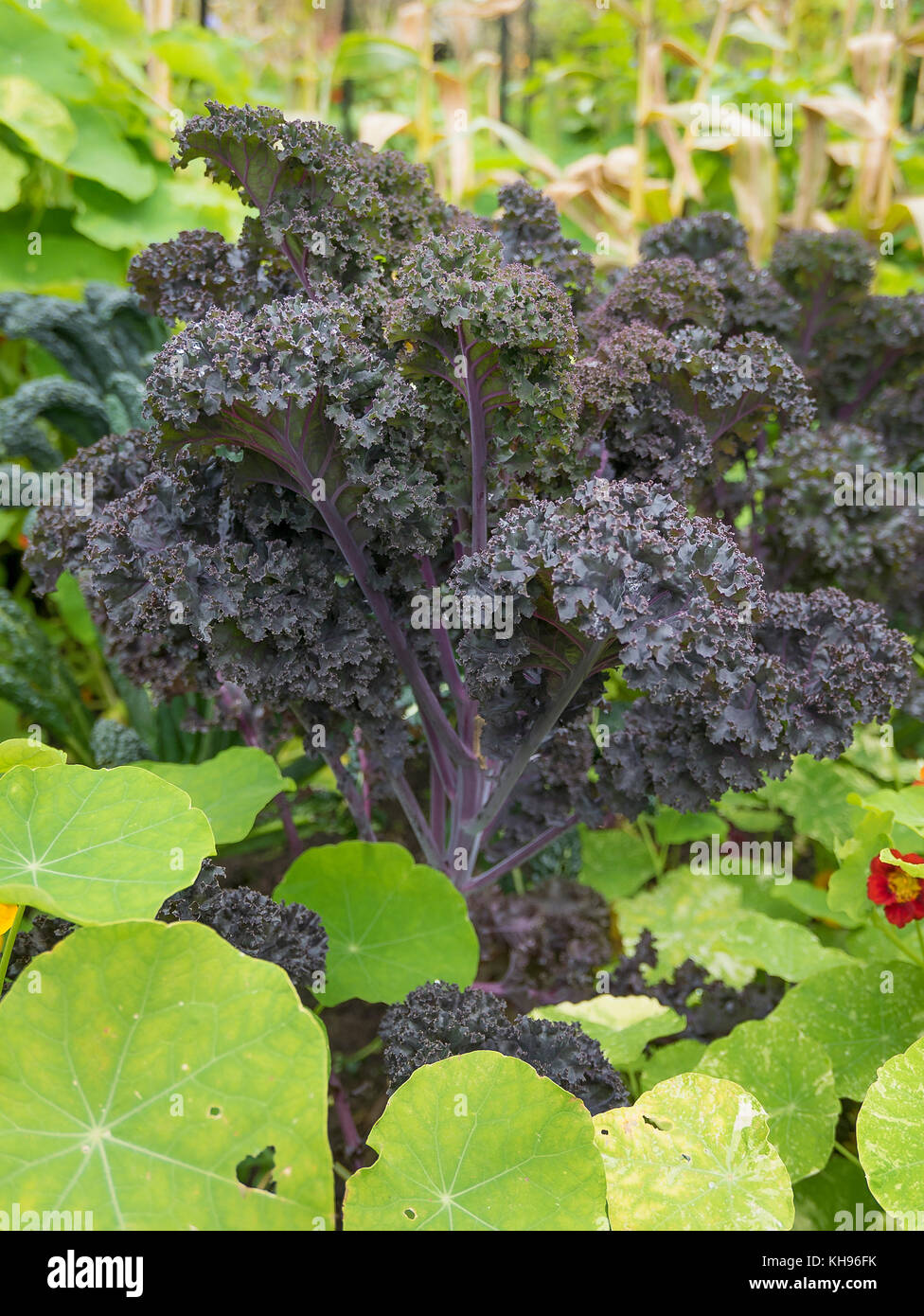 Black Kale growing in a small potager demonstration garden in Devon UK Stock Photo