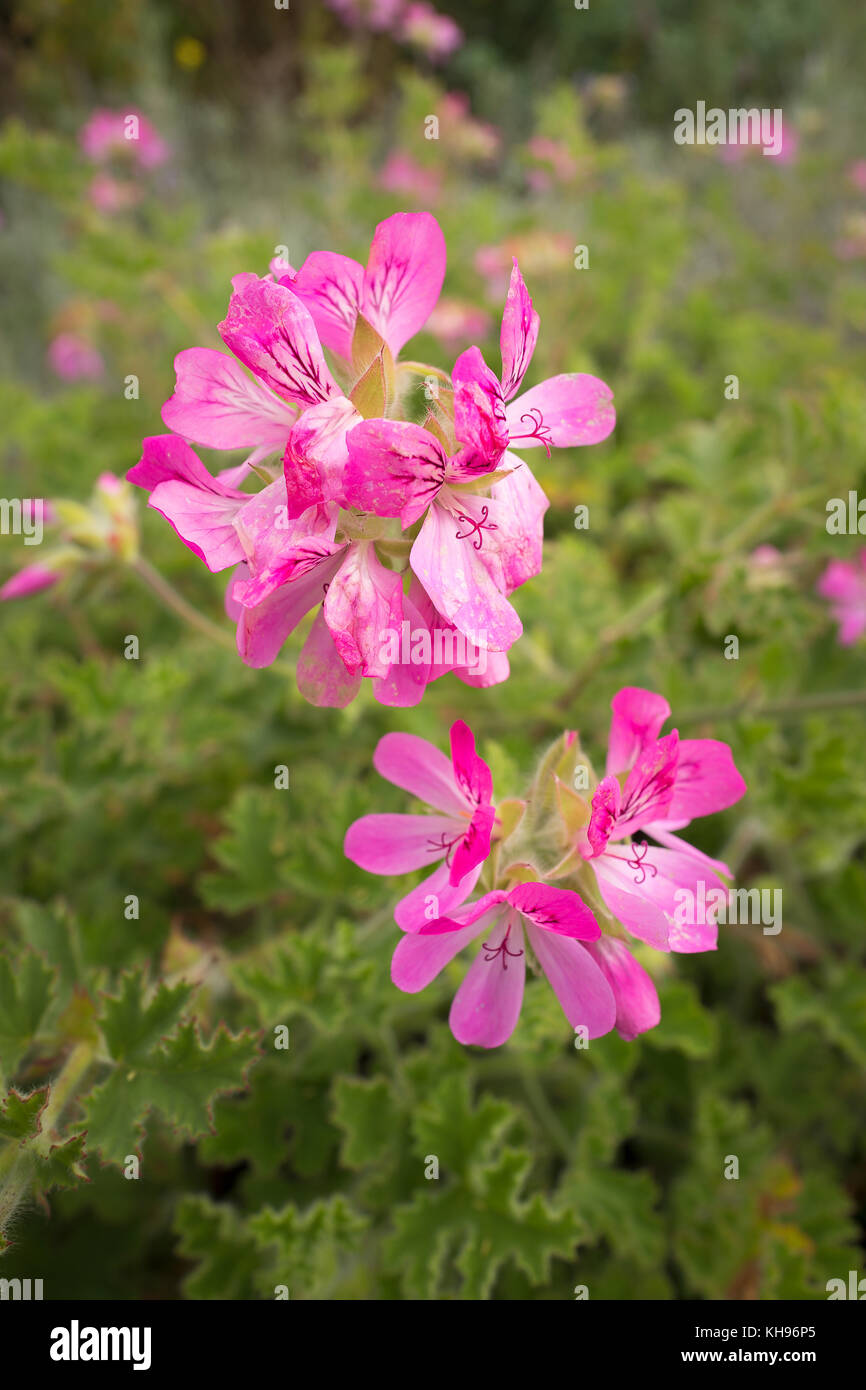 Pelargonium Pink Capricorn with scented leaves in October Stock Photo