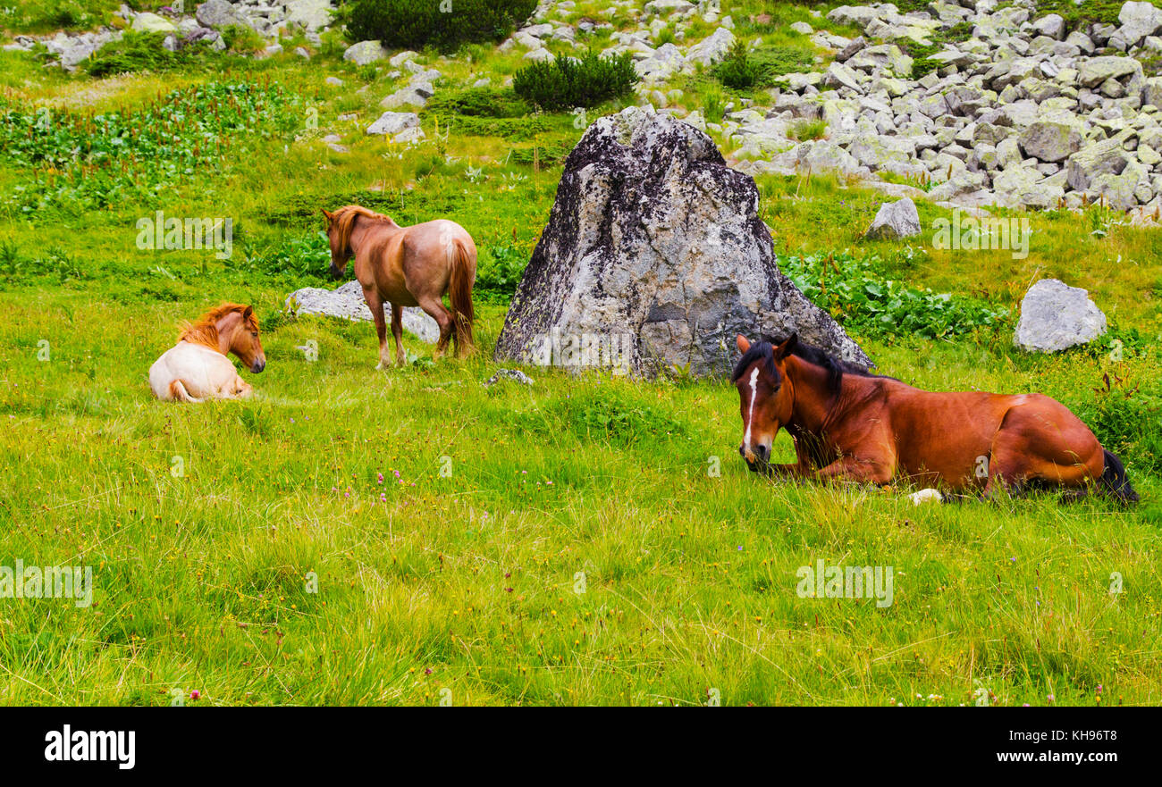 Beautiful landscape with wild horses in the mountain Stock Photo - Alamy