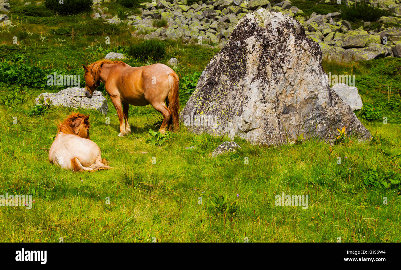Beautiful landscape with wild horses in the mountain Stock Photo - Alamy