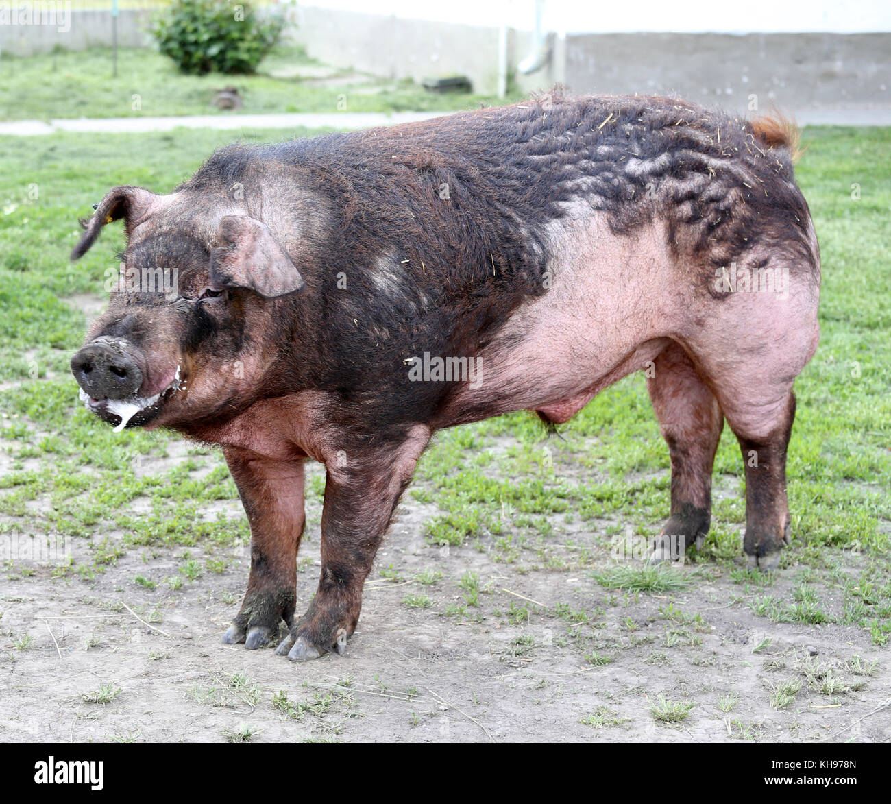 Mighty duroc breed pig eating on meadow. Domestic pig on green