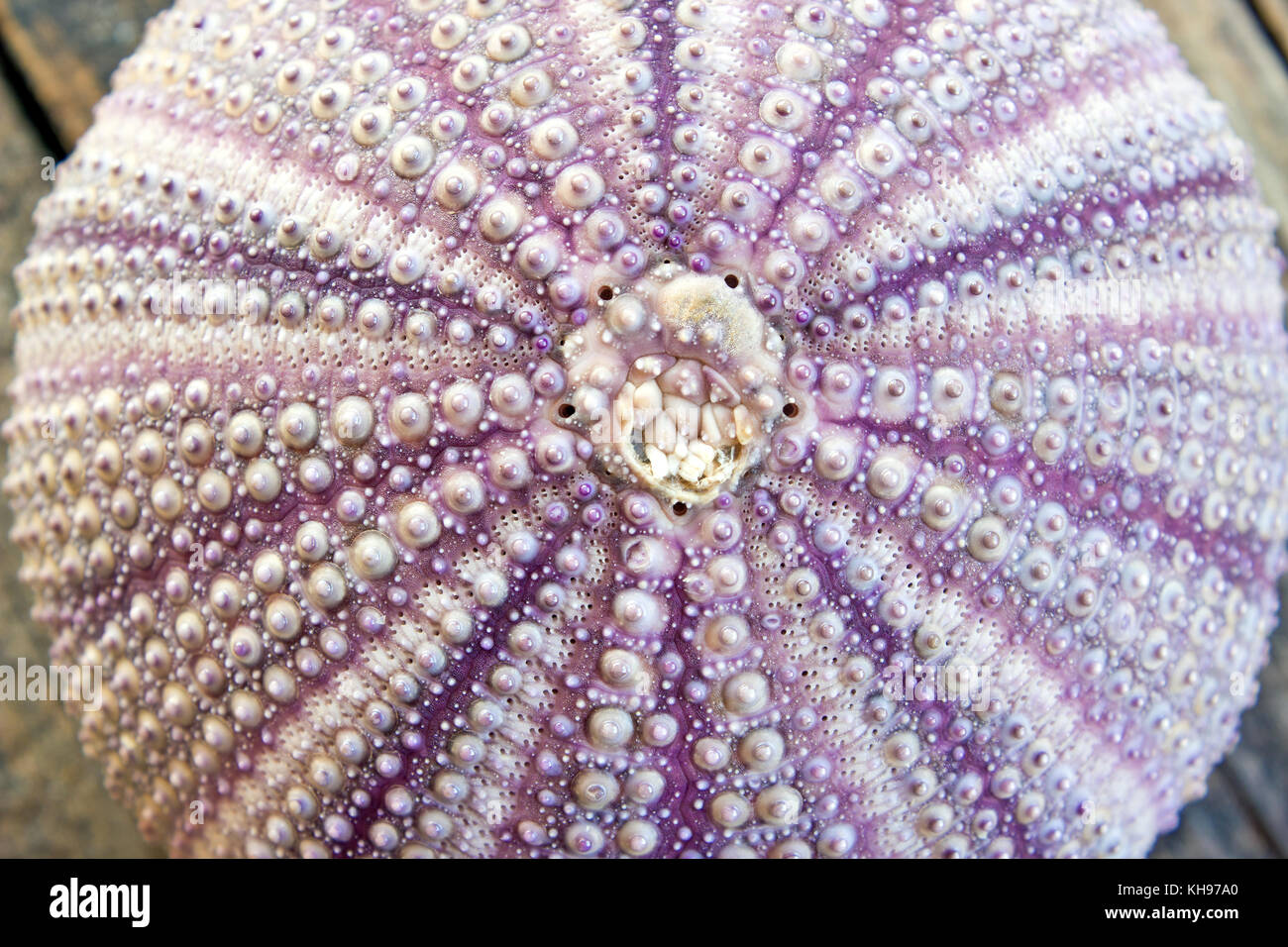 Close up of sea urchin as background Stock Photo Alamy
