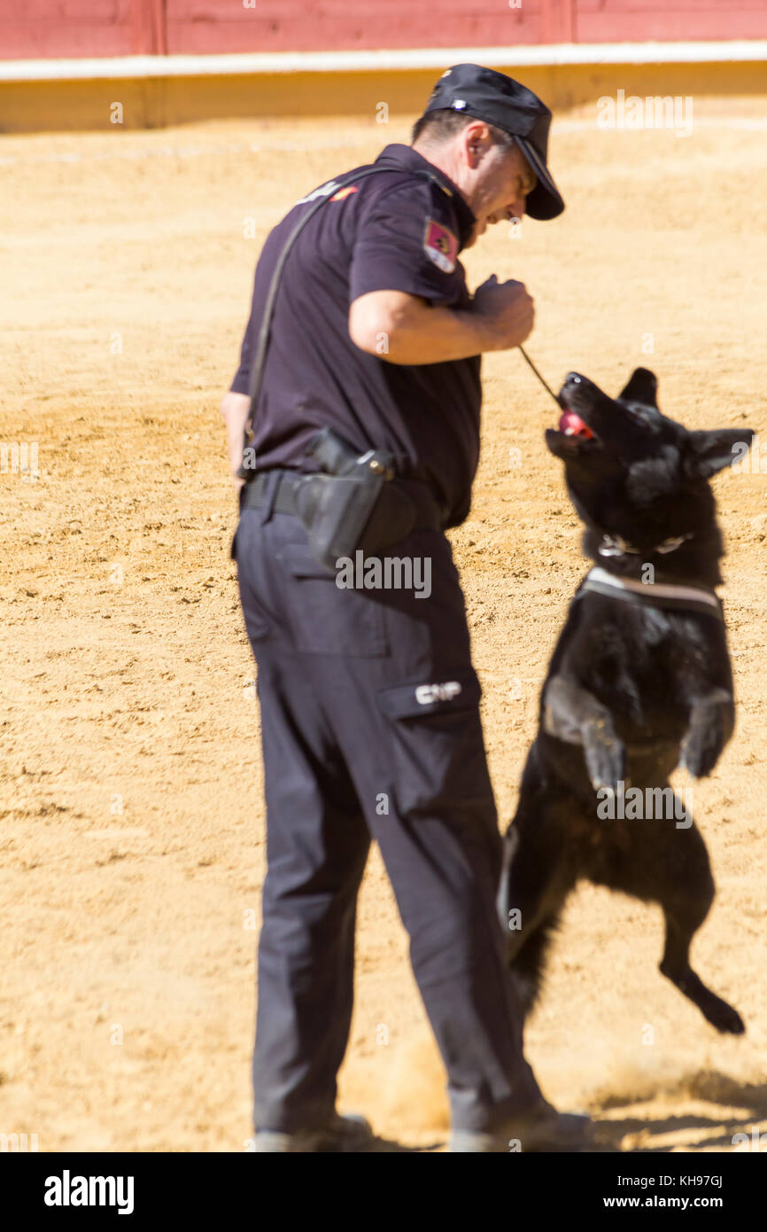Police dog trained in an exhibition of his work Stock Photo Alamy