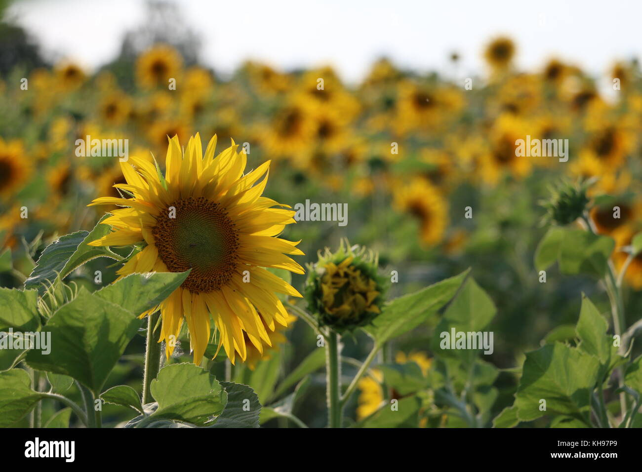 Sunflower with field in the background Stock Photo - Alamy