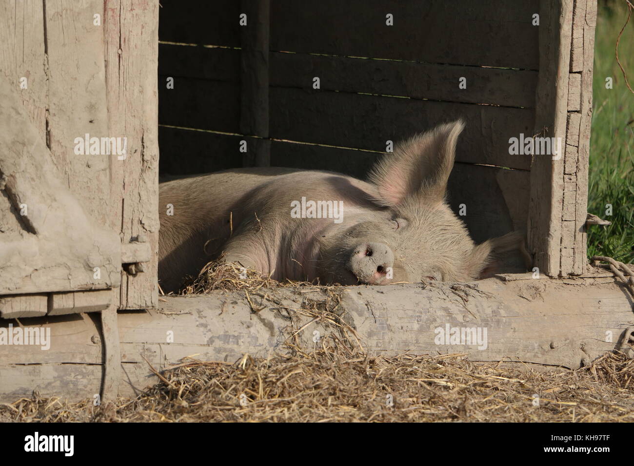 Peacefully napping sow Stock Photo