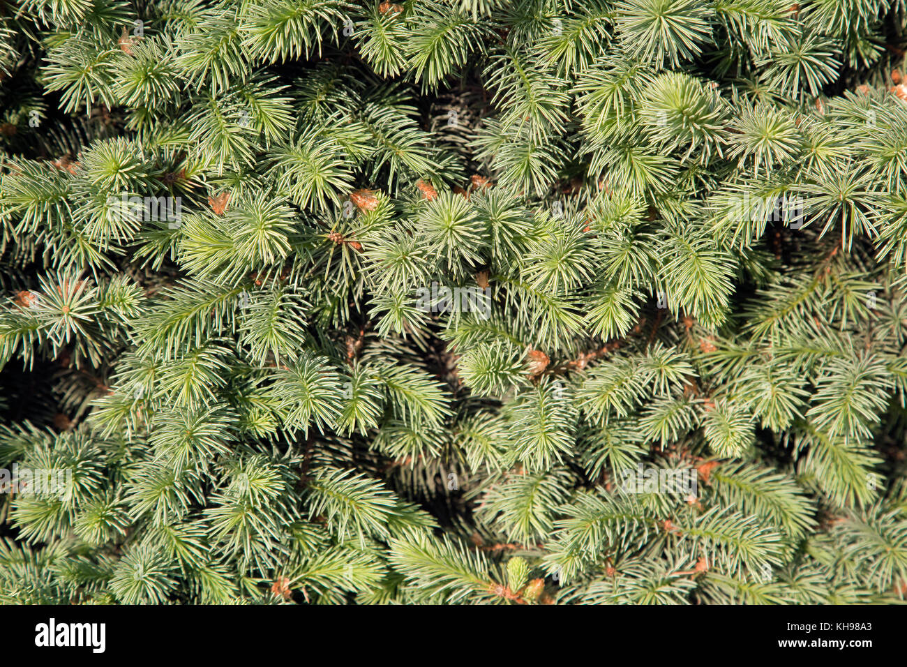 Conifer branches texture Stock Photo - Alamy