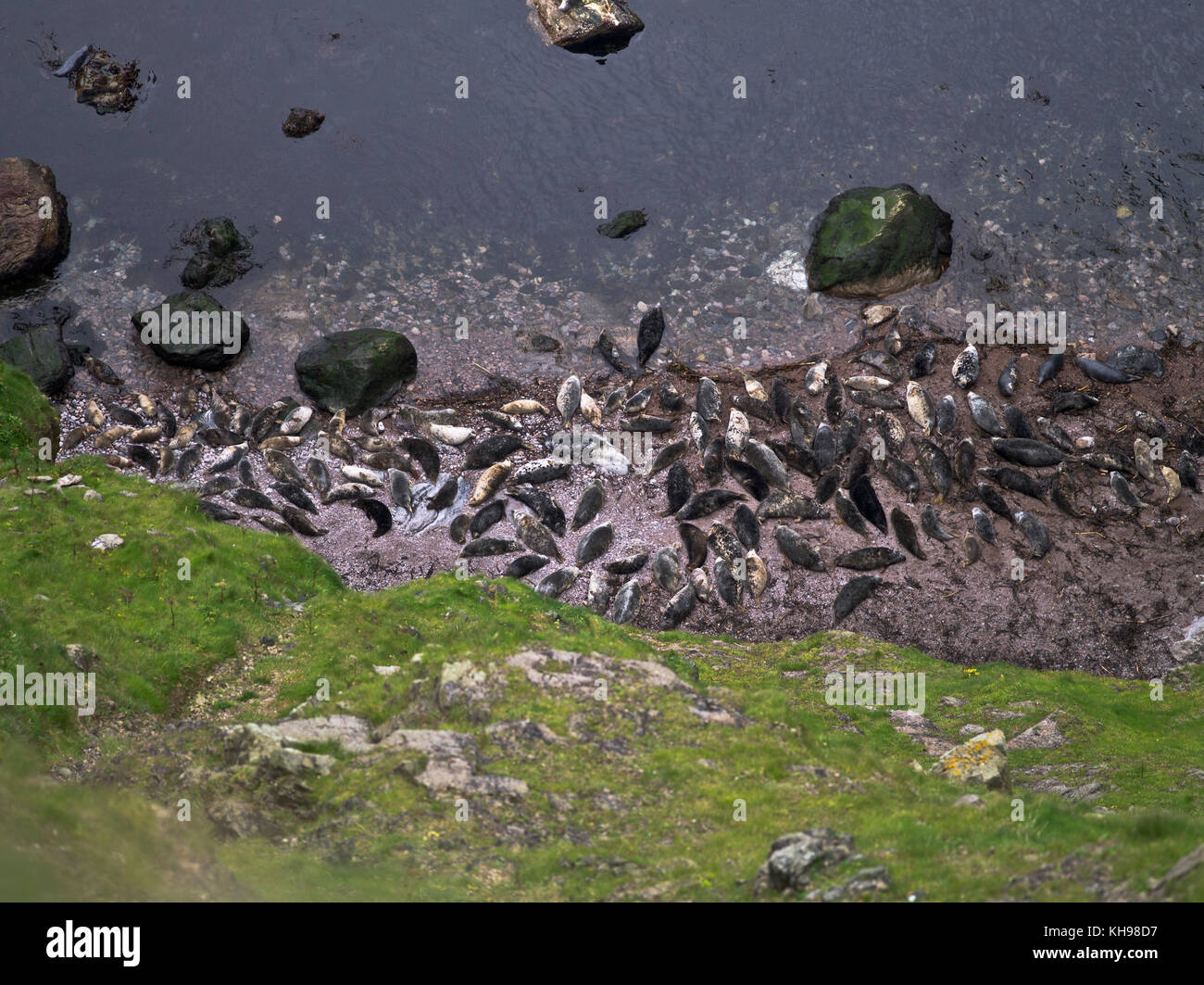 dh WEST COAST FAIR ISLE Cliffs beach full of Atlantic seals scotland grey seal uk Stock Photo