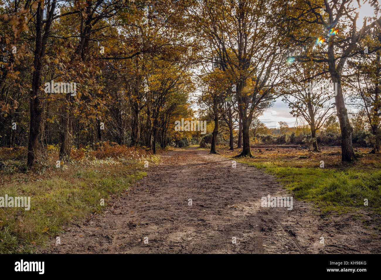 Autumn view of Yateley Common Country Park, Hampshire, UK Stock Photo