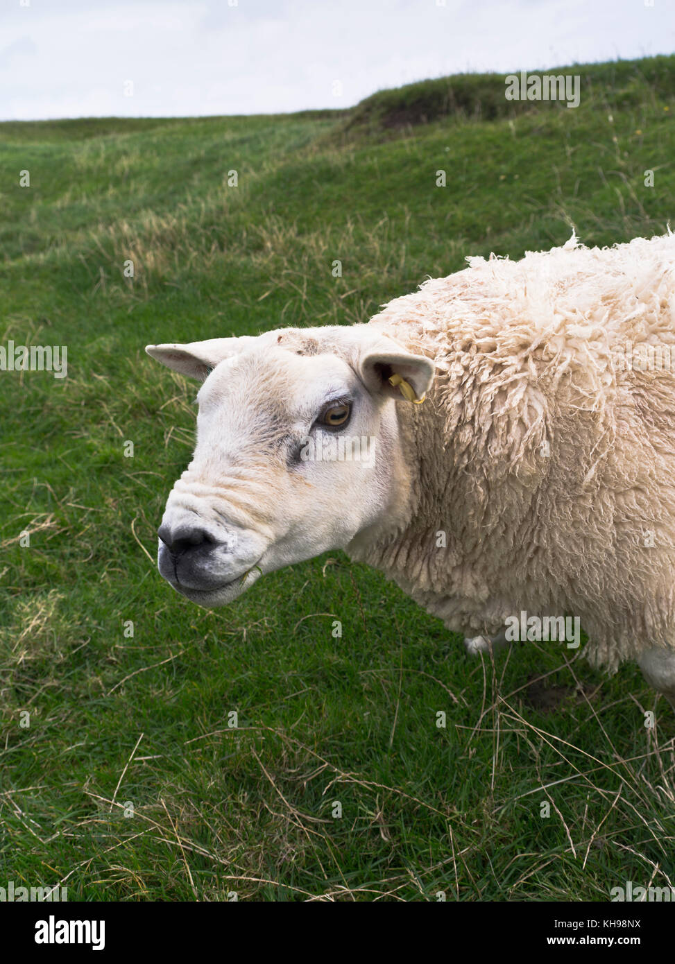 dh Texel Ram SHEEP UK Ram grass field livestock scotland Stock Photo