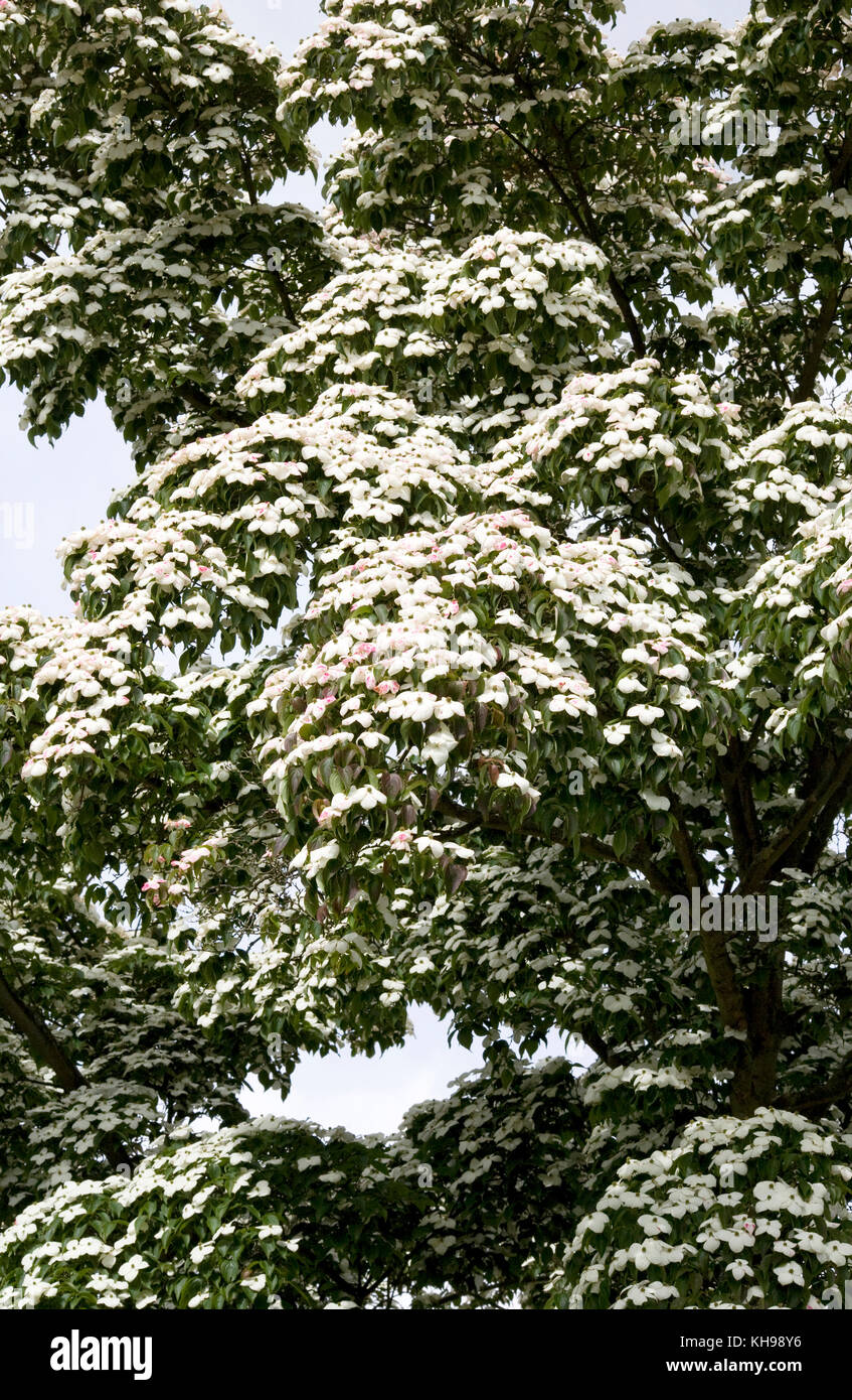 Cornus kousa var. chinensis flowering in Summer. Chinese dogwood. Stock Photo