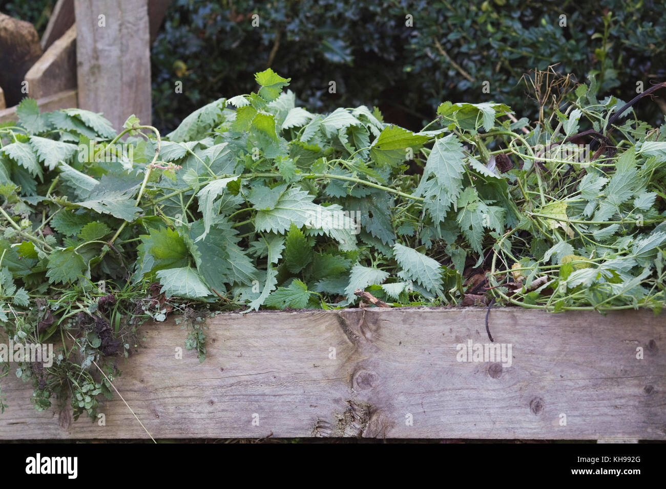 Urtica dioica. Nettles on the compost heap. Stock Photo