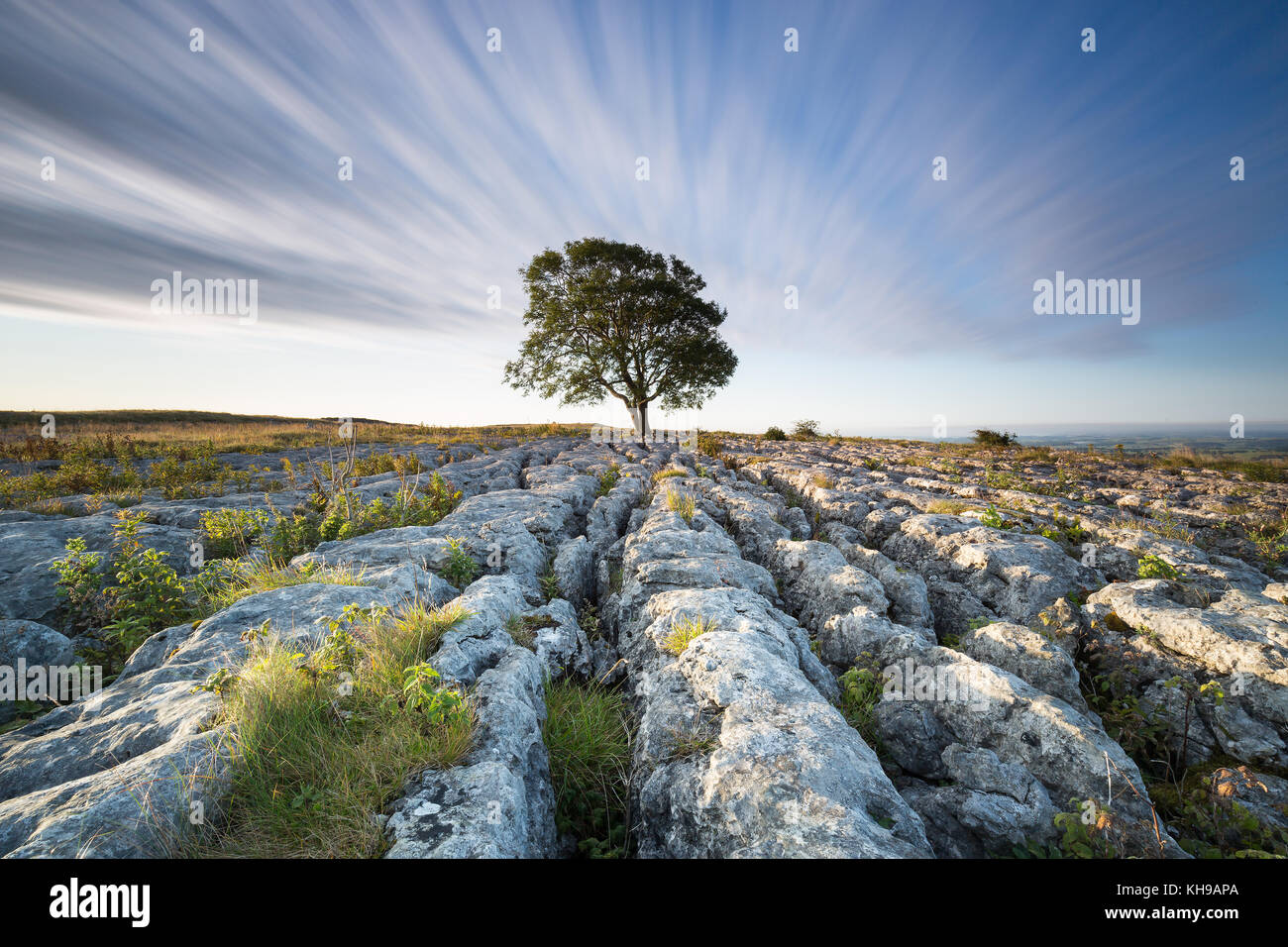 Lonelieness at dawn - the iconic Malham Ash growing through the limestone pavement in the Yorkshire Dales National Park Stock Photo