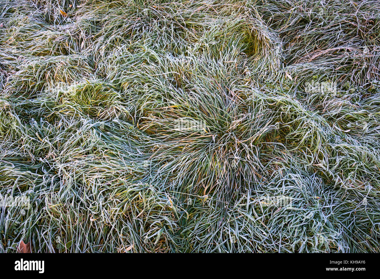 Frost on grass. Stock Photo