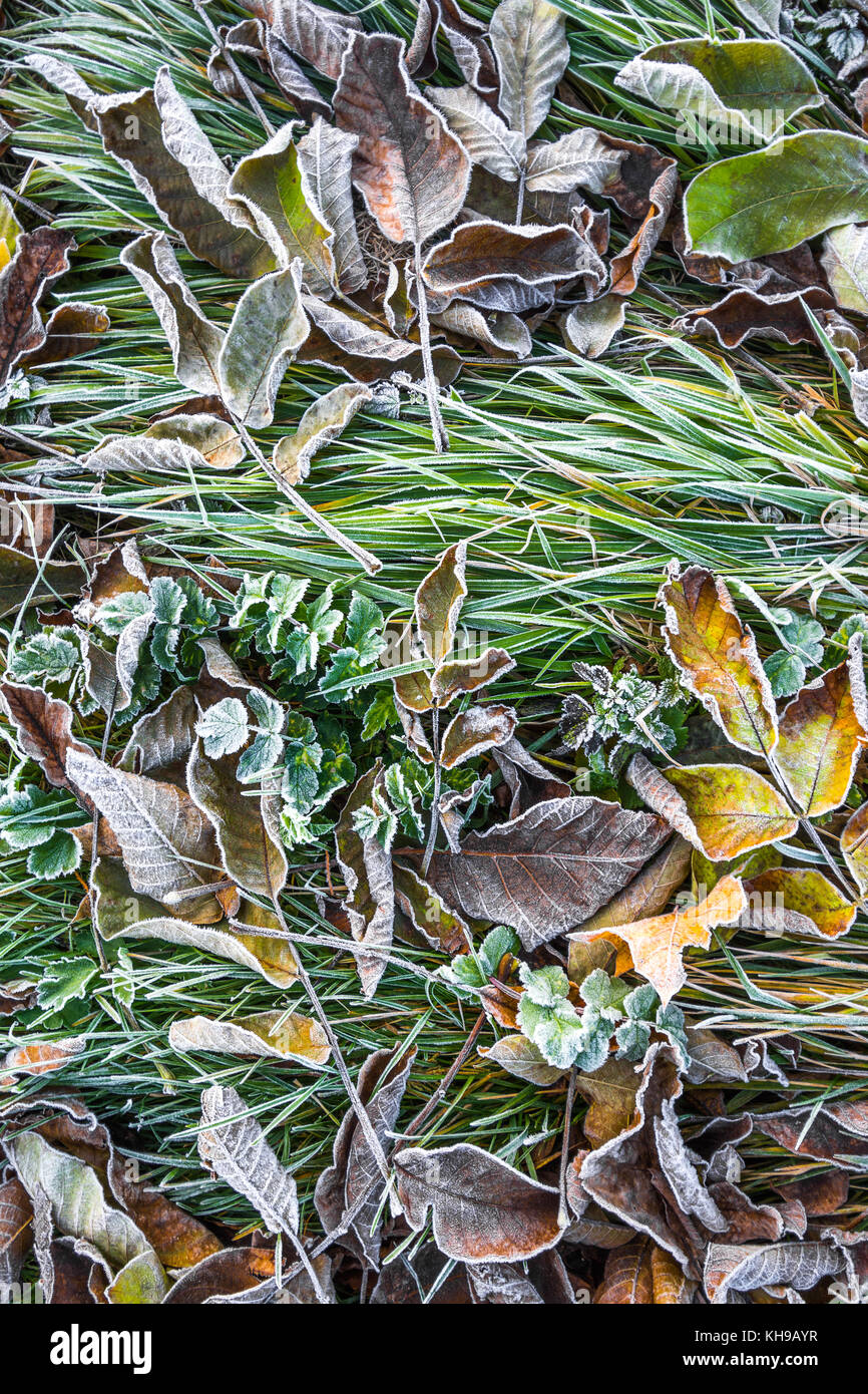 Frost on leaves and grass. Stock Photo