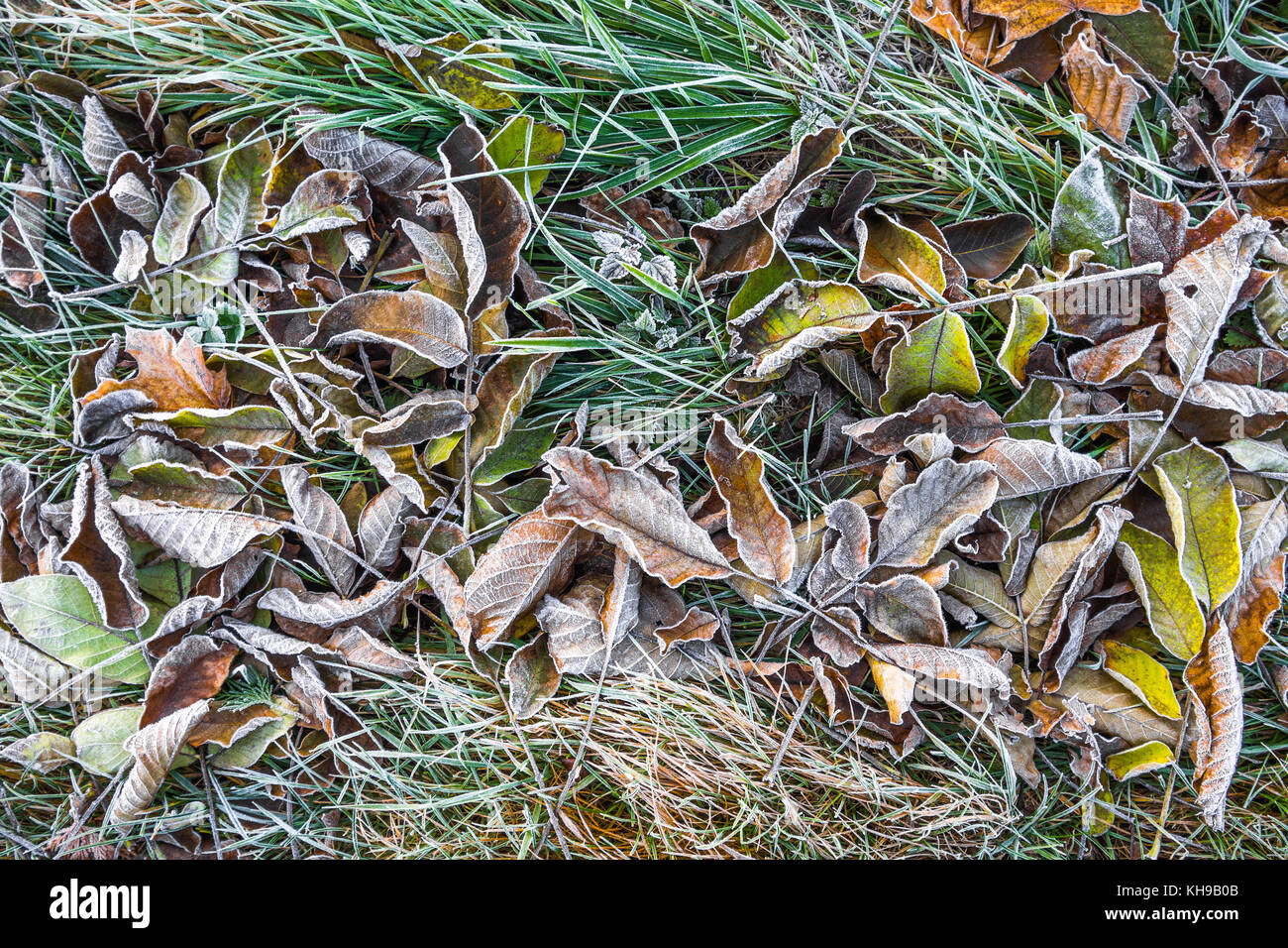 Frost on leaves and grass. Stock Photo