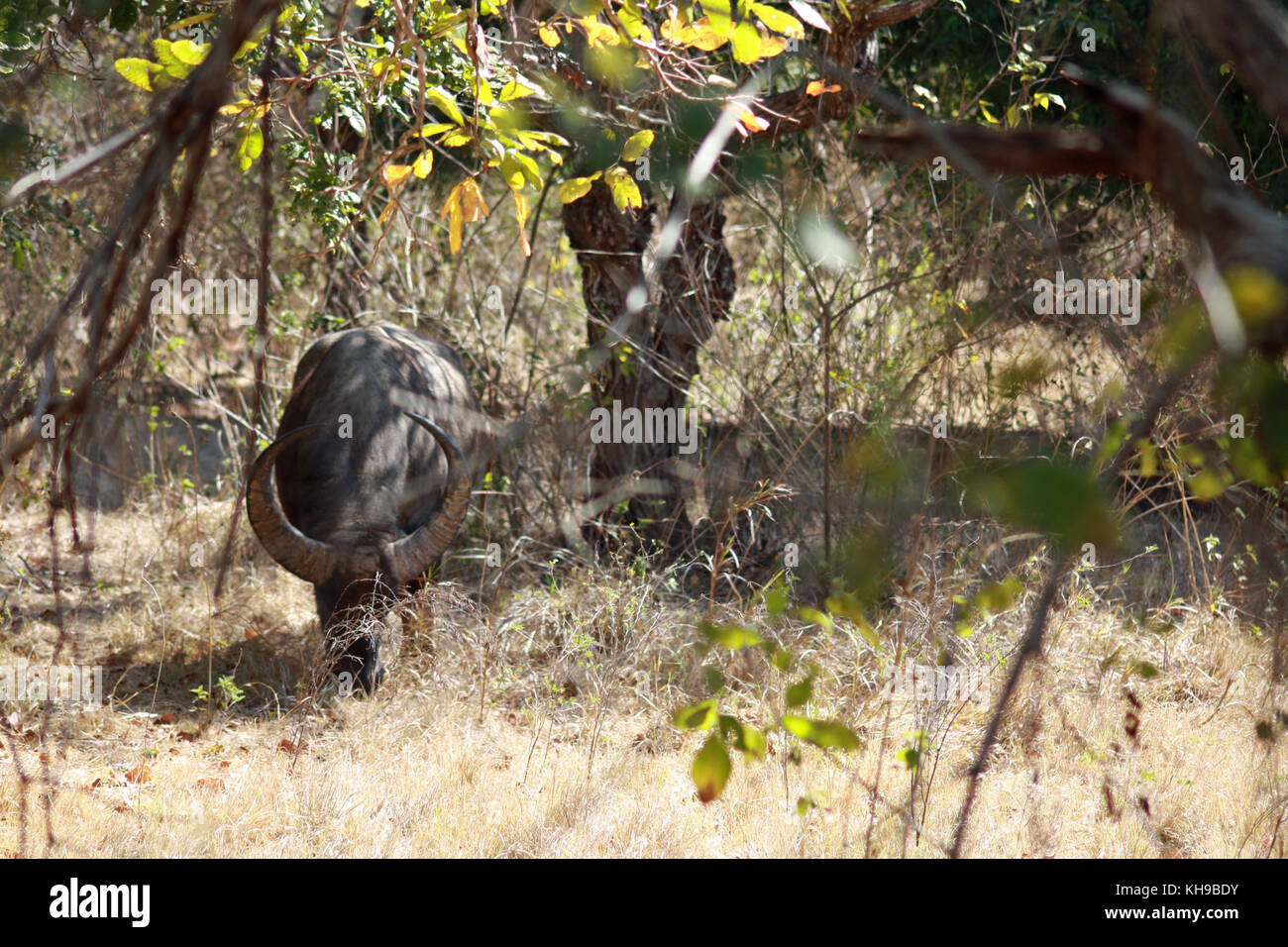 Water Buffalo on Komodo Island, Indonesia Stock Photo Alamy
