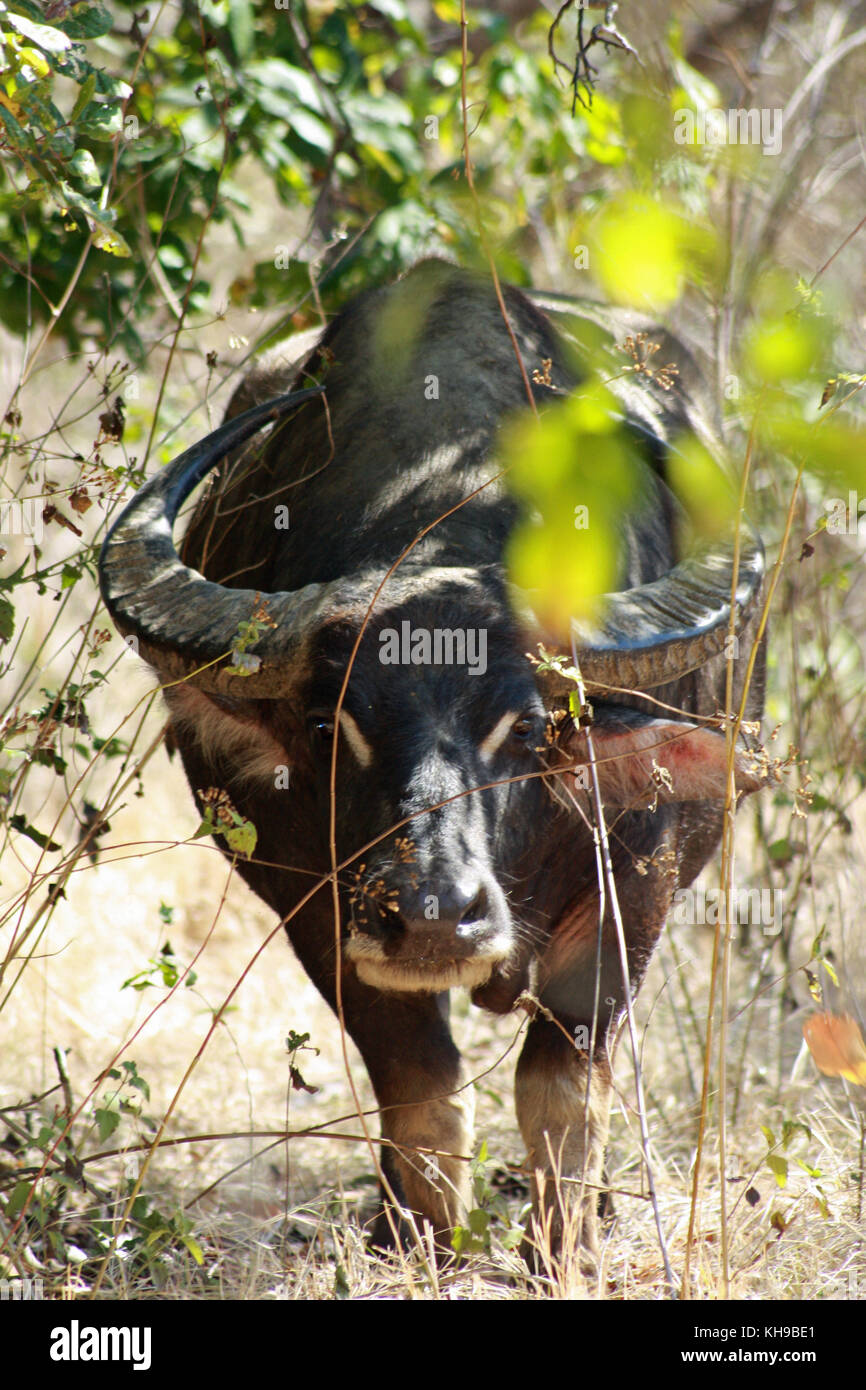 Water Buffalo on Komodo Island, Indonesia Stock Photo Alamy