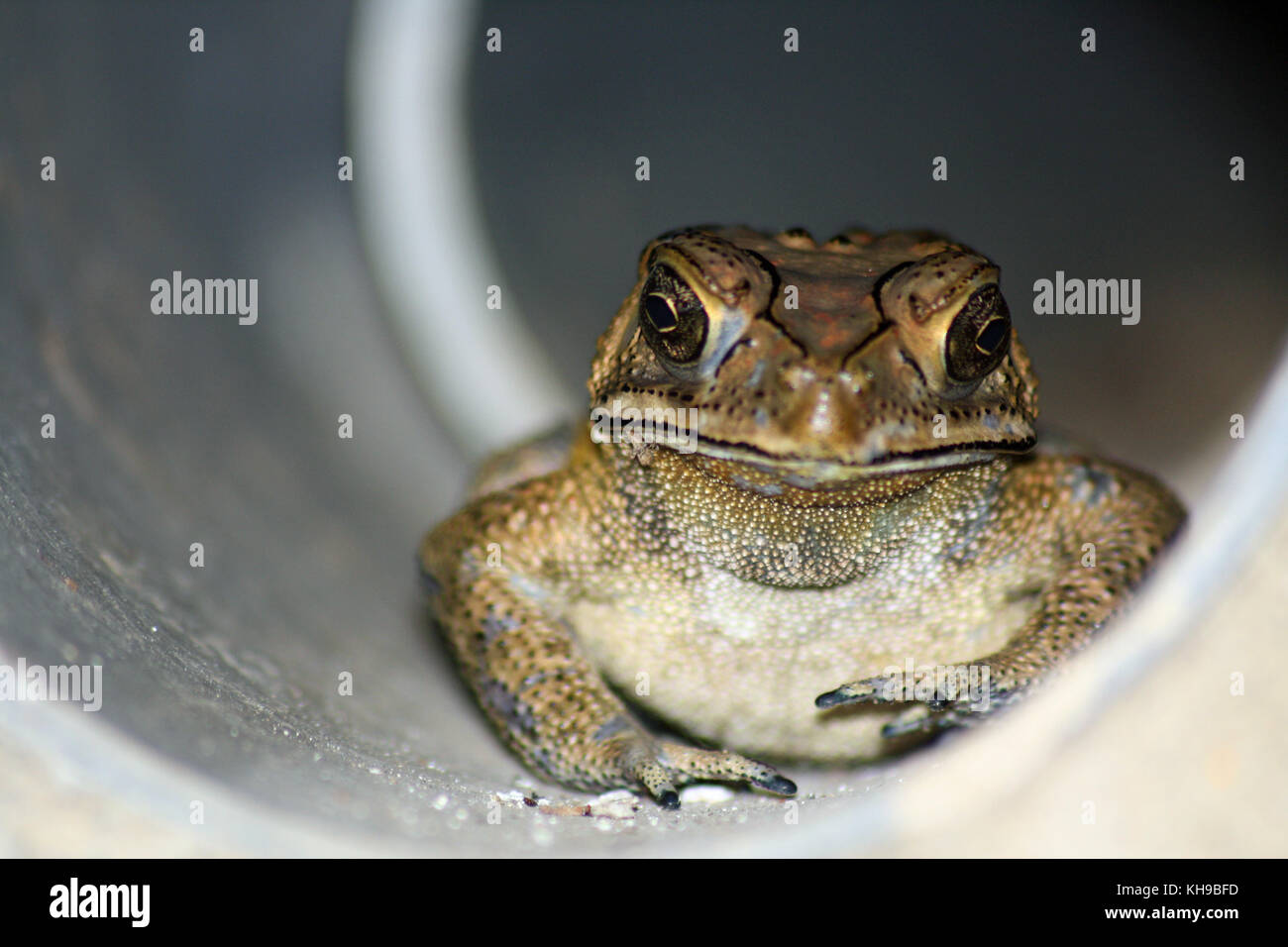 Toad in pipe, Indonesia Stock Photo Alamy
