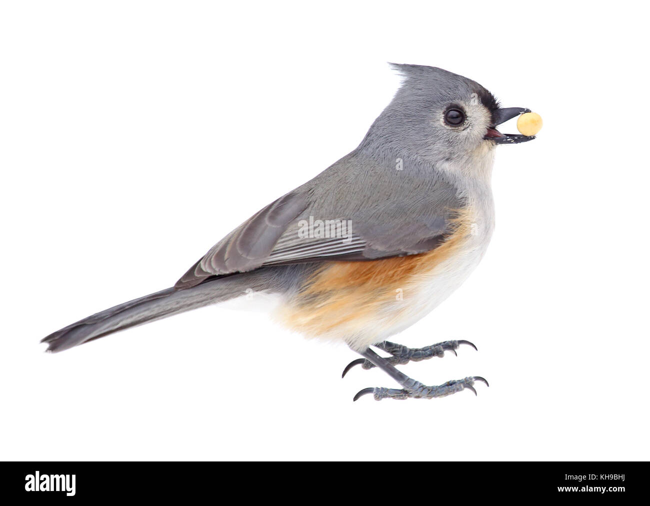 Tufted titmouse, Baeolophus bicolor, eating a seed isolated on white Stock Photo