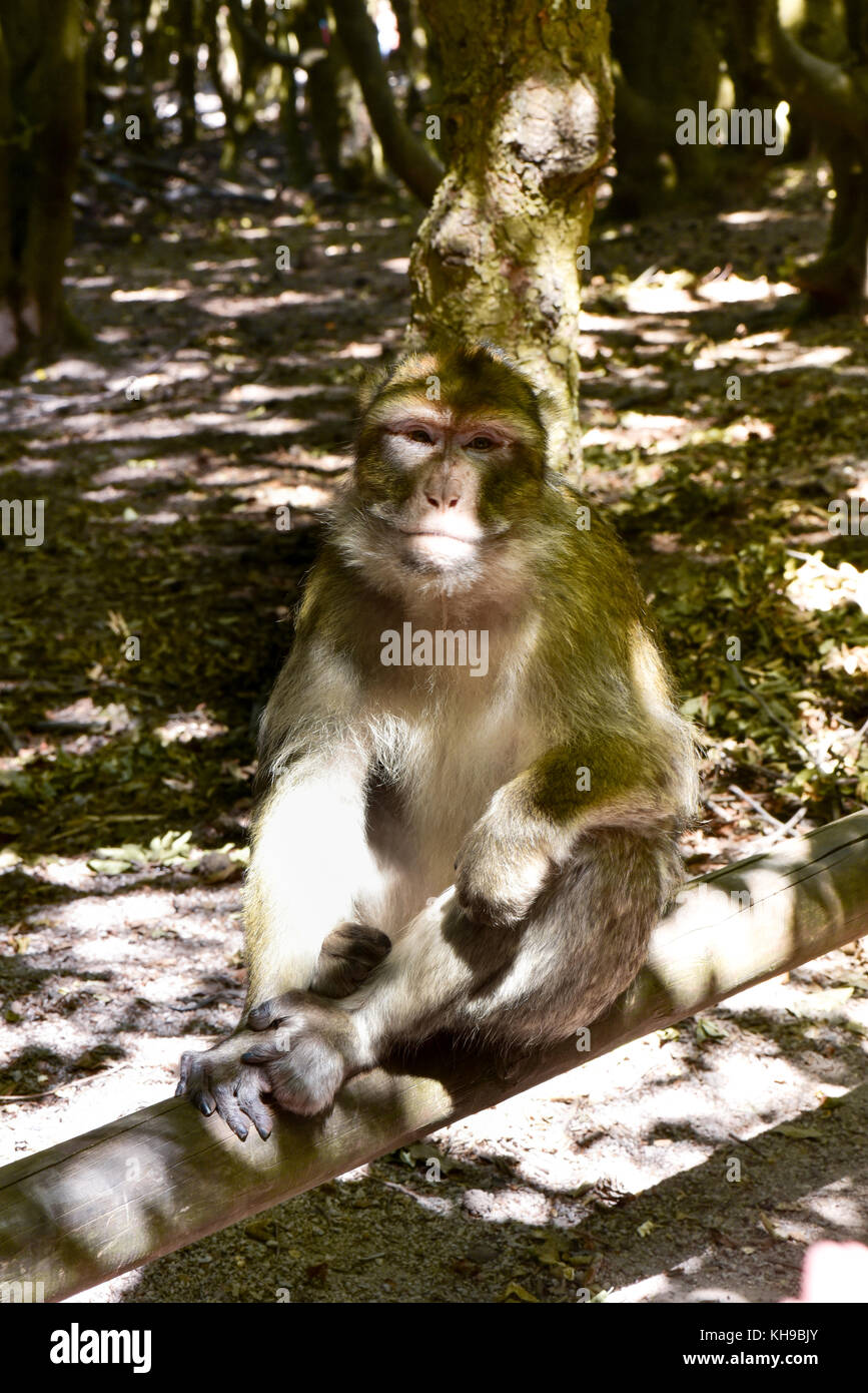 Macaque predator hi-res stock photography and images - Alamy