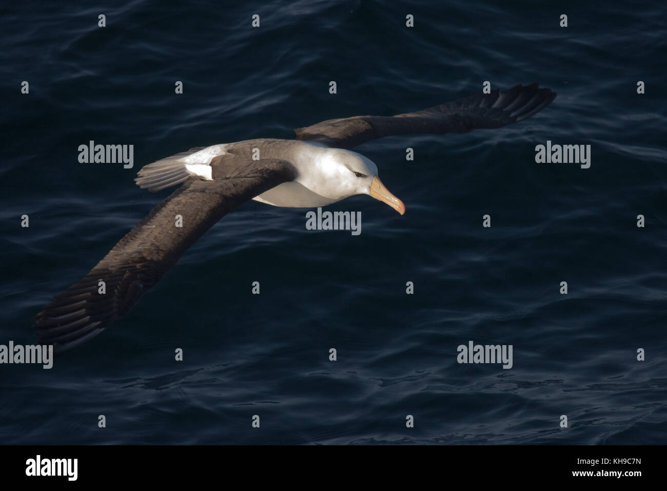 A black-browed albatross gliding low over the water in the Strait of Magellan Stock Photo