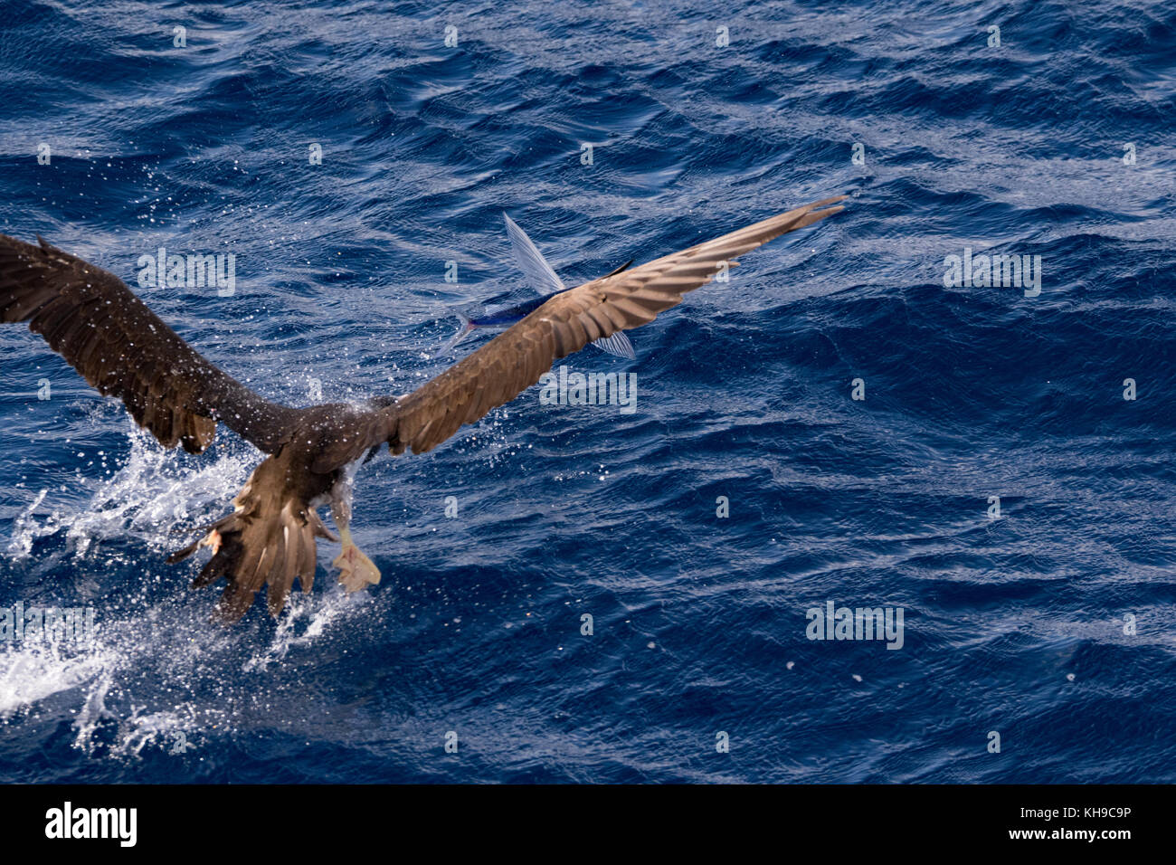 A brown booby chasing flying fish off the bow of the expedition ship the National Geographic Orion in the Atlantic Ocean Stock Photo