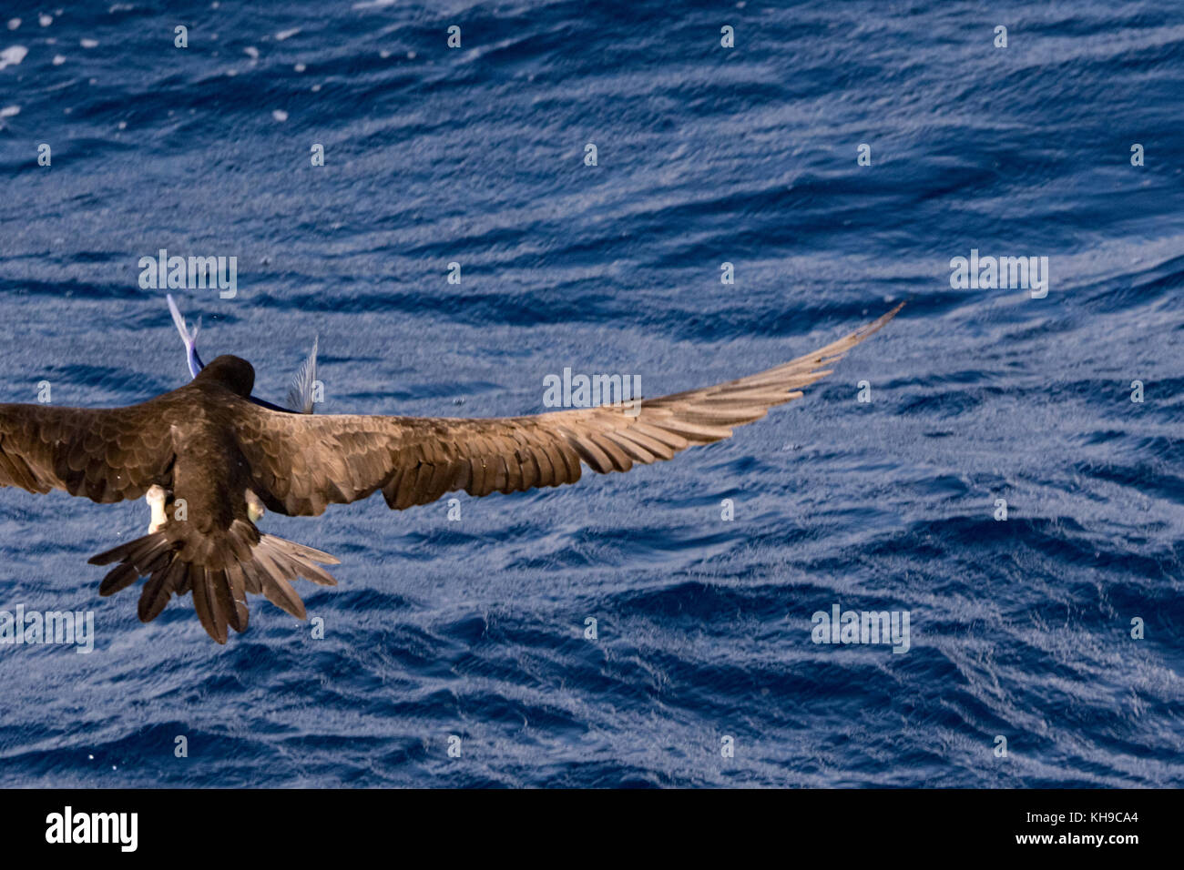 A brown booby chasing flying fish off the bow of the expedition ship the National Geographic Orion in the Atlantic Ocean Stock Photo