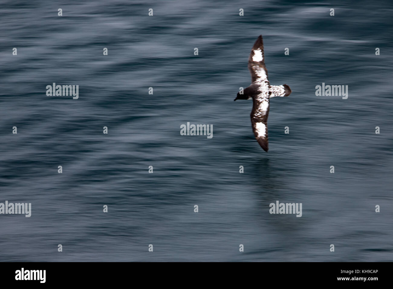 Motion blur image of a cape petrel also known as pintado petrel gliding above the surface of the Atlantic Ocean Stock Photo