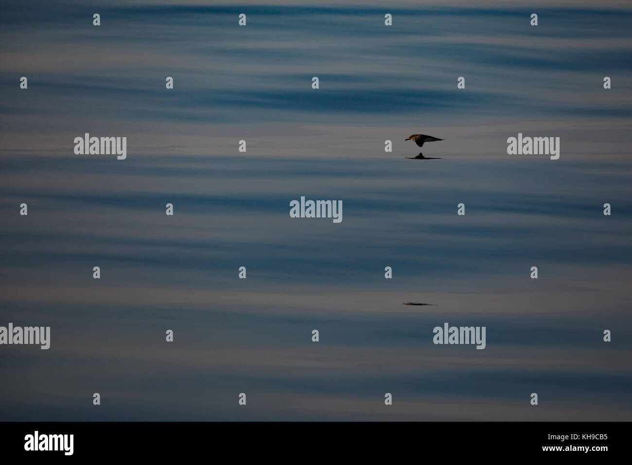 Cory's shearwater glides over glassy smooth water off the coast of West Sahara in the Atlantic Ocean Stock Photo