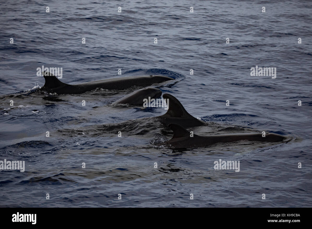 A pod of false killer whales feed on Mahi Mahi in the Atlantic Ocean near Madeira Stock Photo