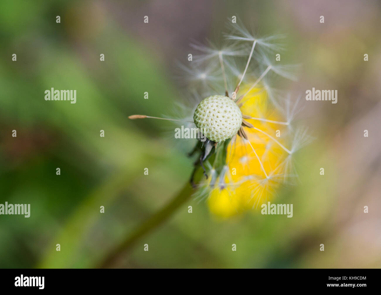 Dandelion weed seeds hi-res stock photography and images - Alamy