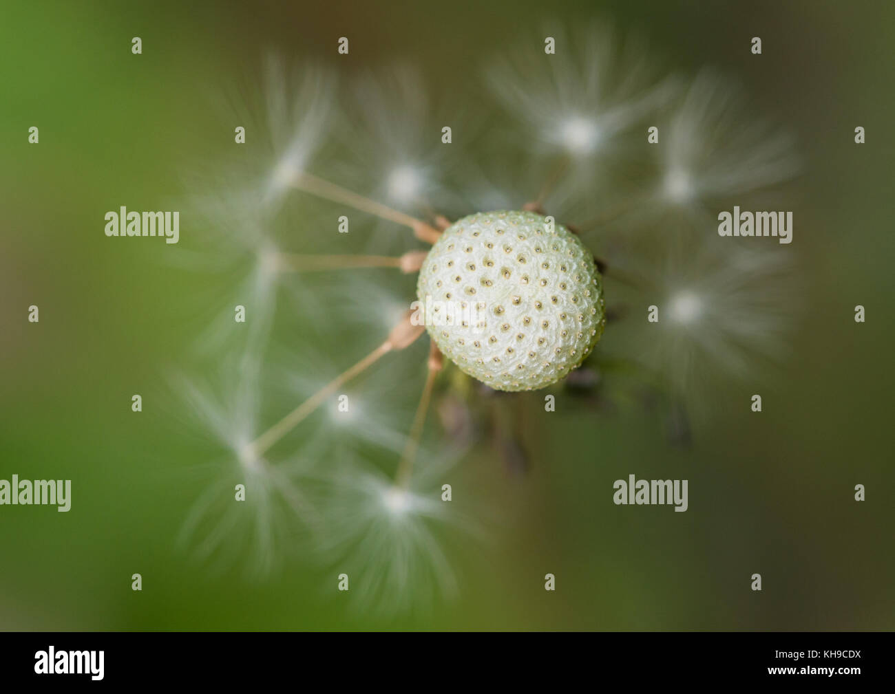 A macro shot of a dandelion clock with lots of the seeds missing Stock ...