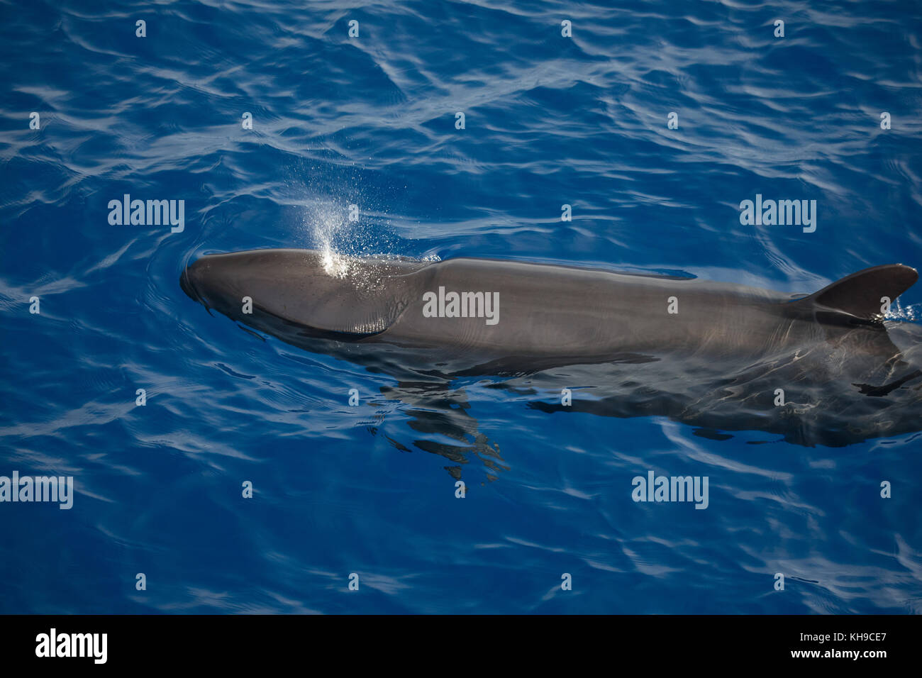 A pod of false killer whales feed on Mahi Mahi in the Atlantic Ocean near Madeira Stock Photo