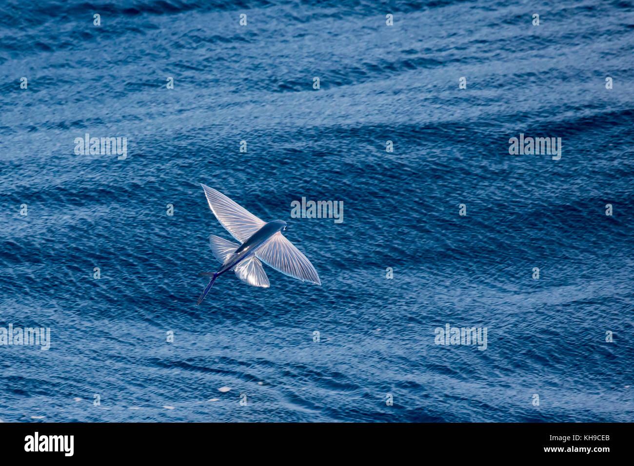 A flying fish with fins spread wide gliding above the surface of the water off the coast of Brazil Stock Photo