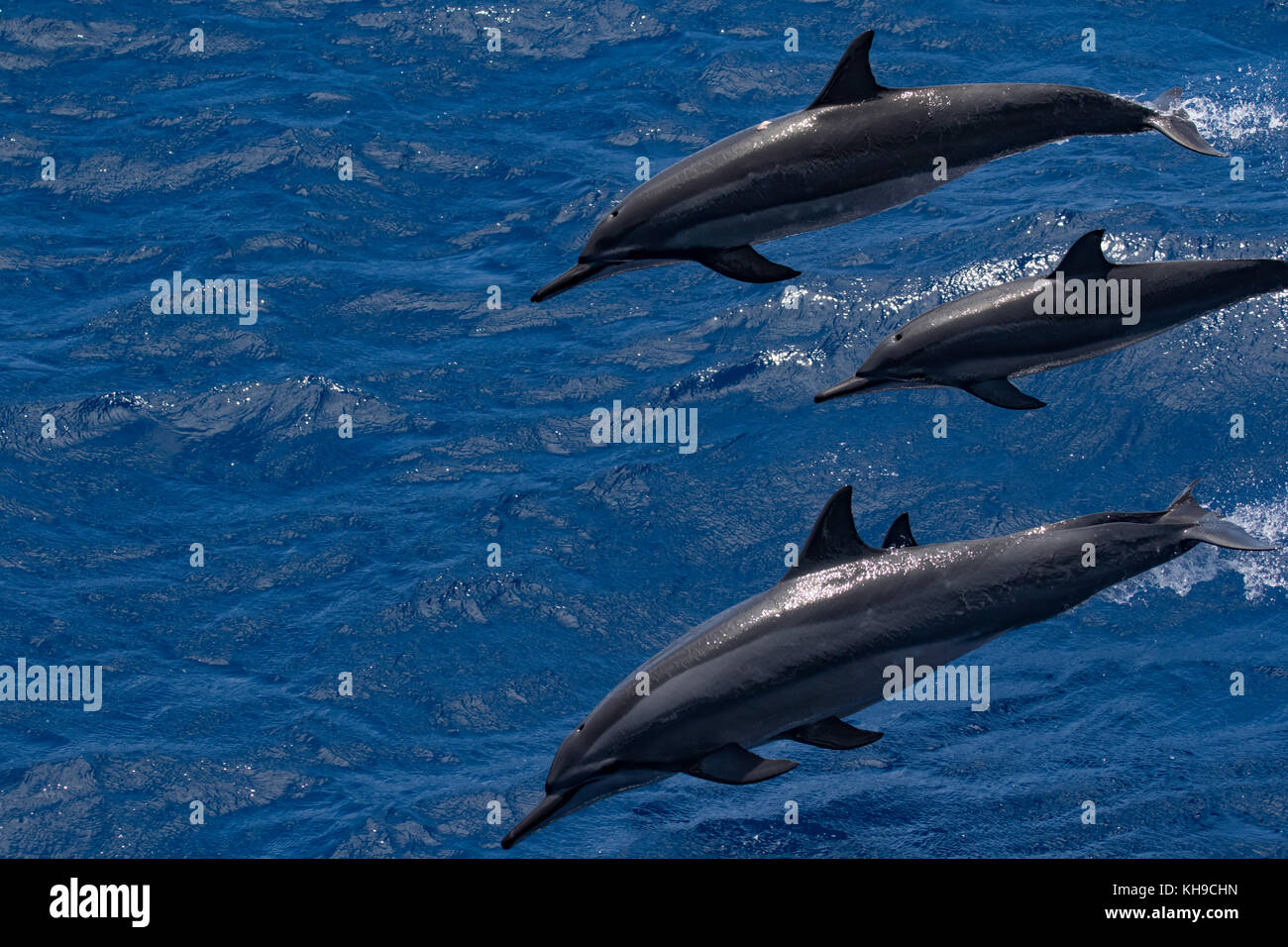 A pod of spinner dolphins racing along side the expedition ship National Geographic Orion Stock Photo