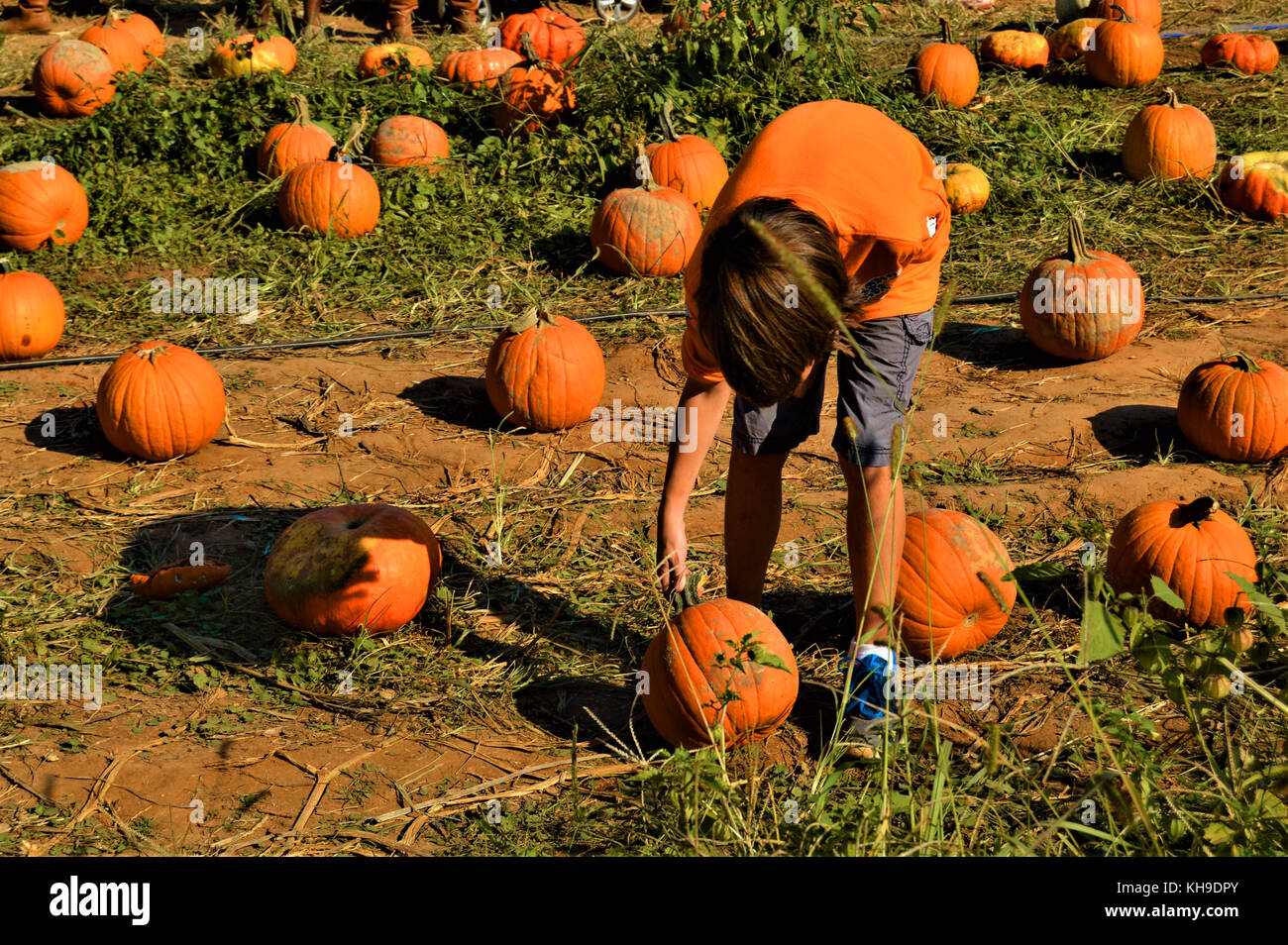 Pumpkin field harvest Stock Photo - Alamy