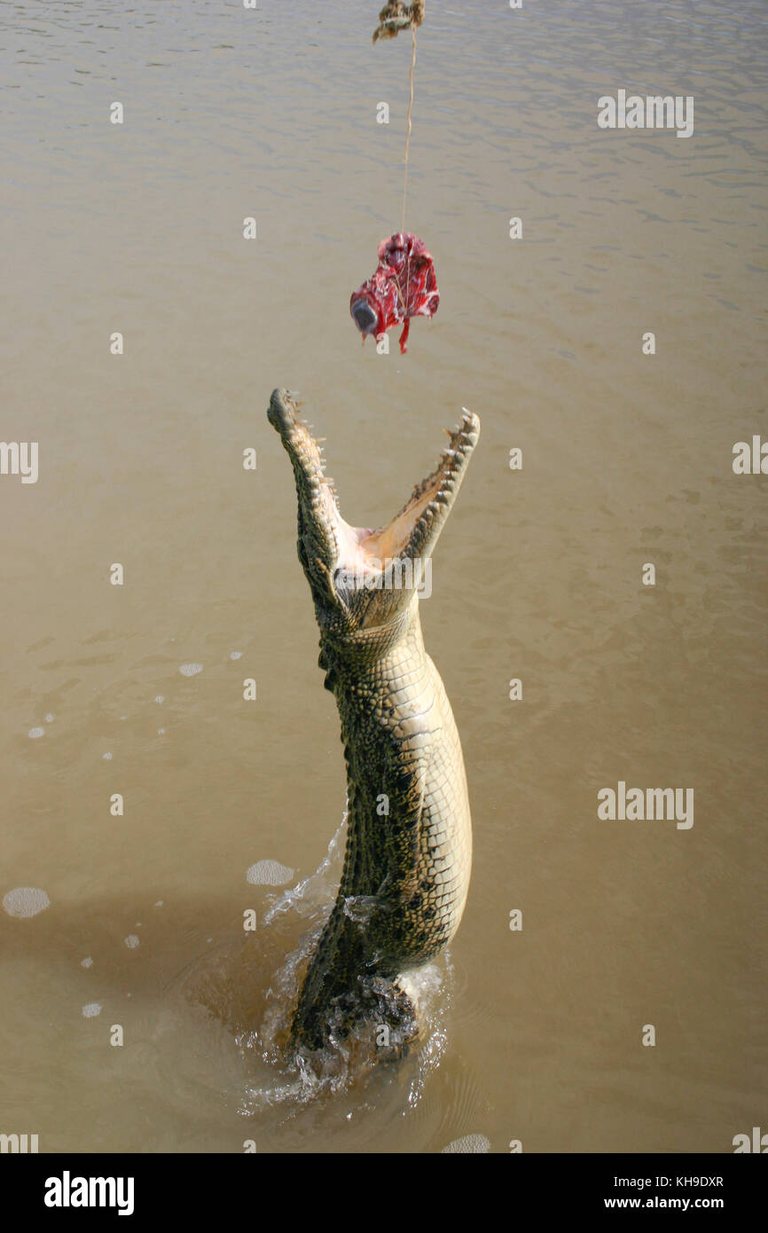 Crocodile jumping for a pork chop on the Adelaide River Jumping Crocodile  Cruise in Darwin, Northern Territory Stock Photo - Alamy