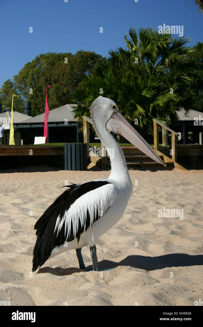 Australian Pelican Stock Photo