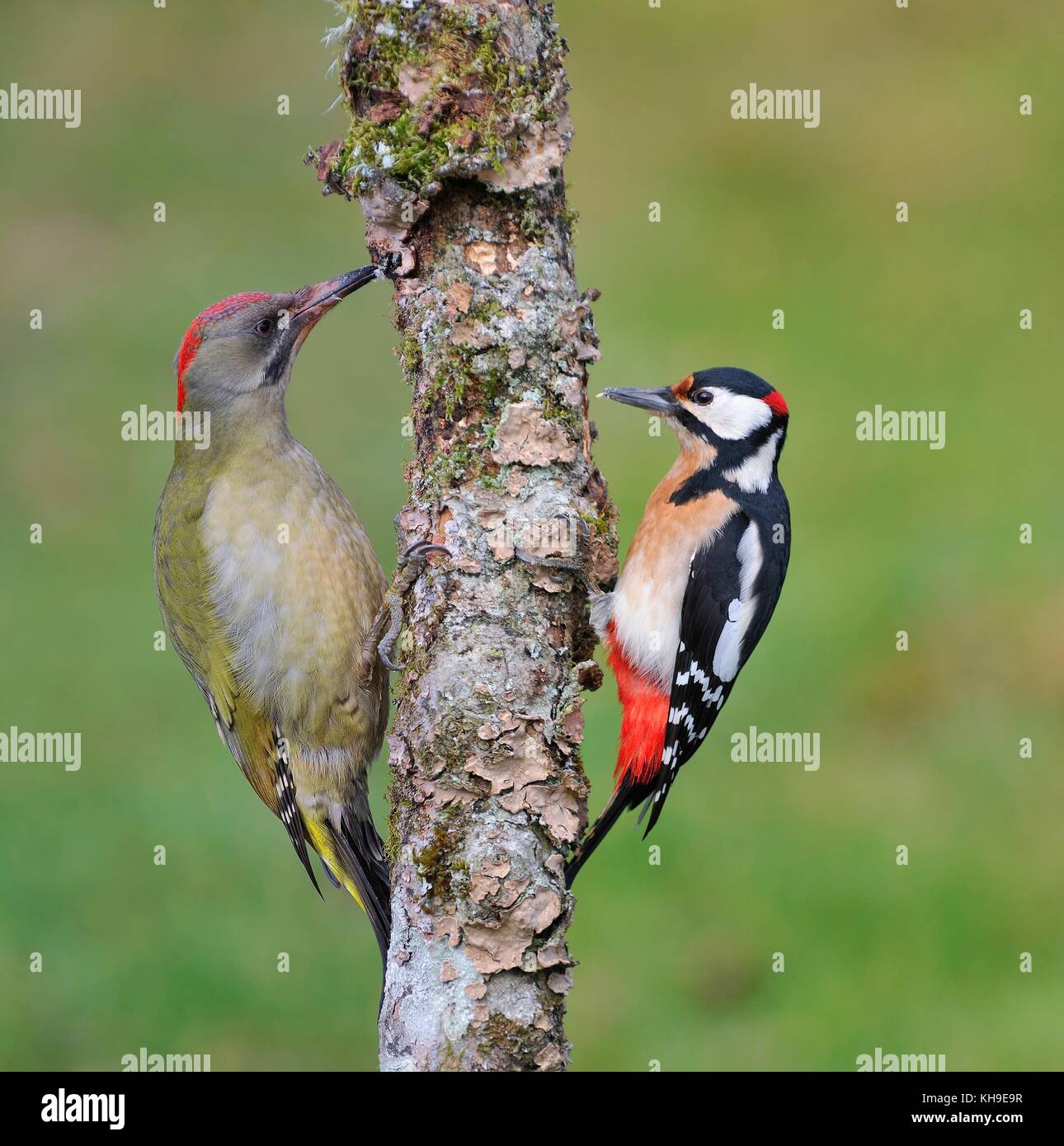 European green woodpecker and  great spotted woodpecker perched on a branch. Stock Photo