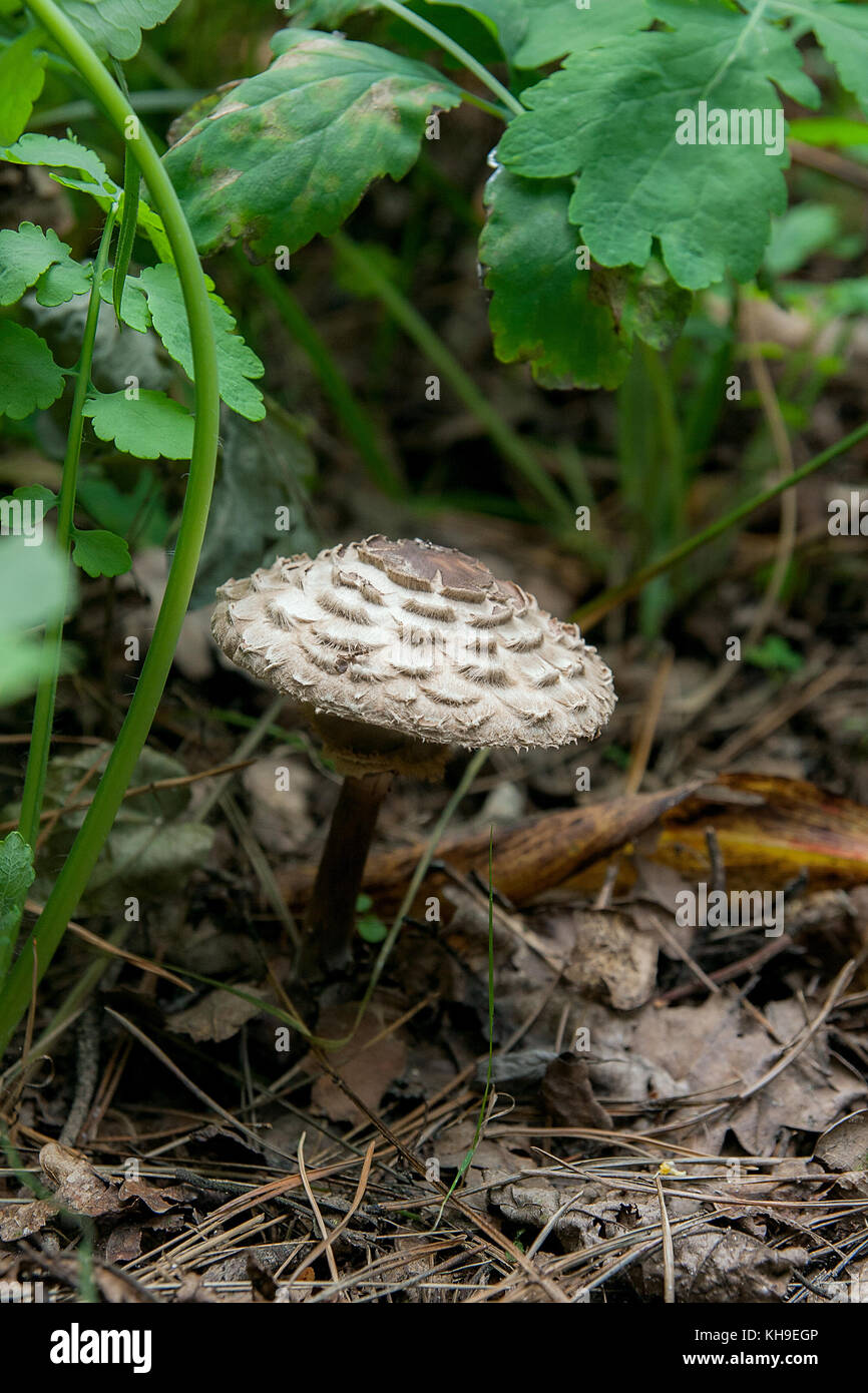 Parasol mushroom known as Macrolepiota procera or Lepiota procera is a basidiomycete fungus with a large, prominent fruiting body resembling a parasol Stock Photo