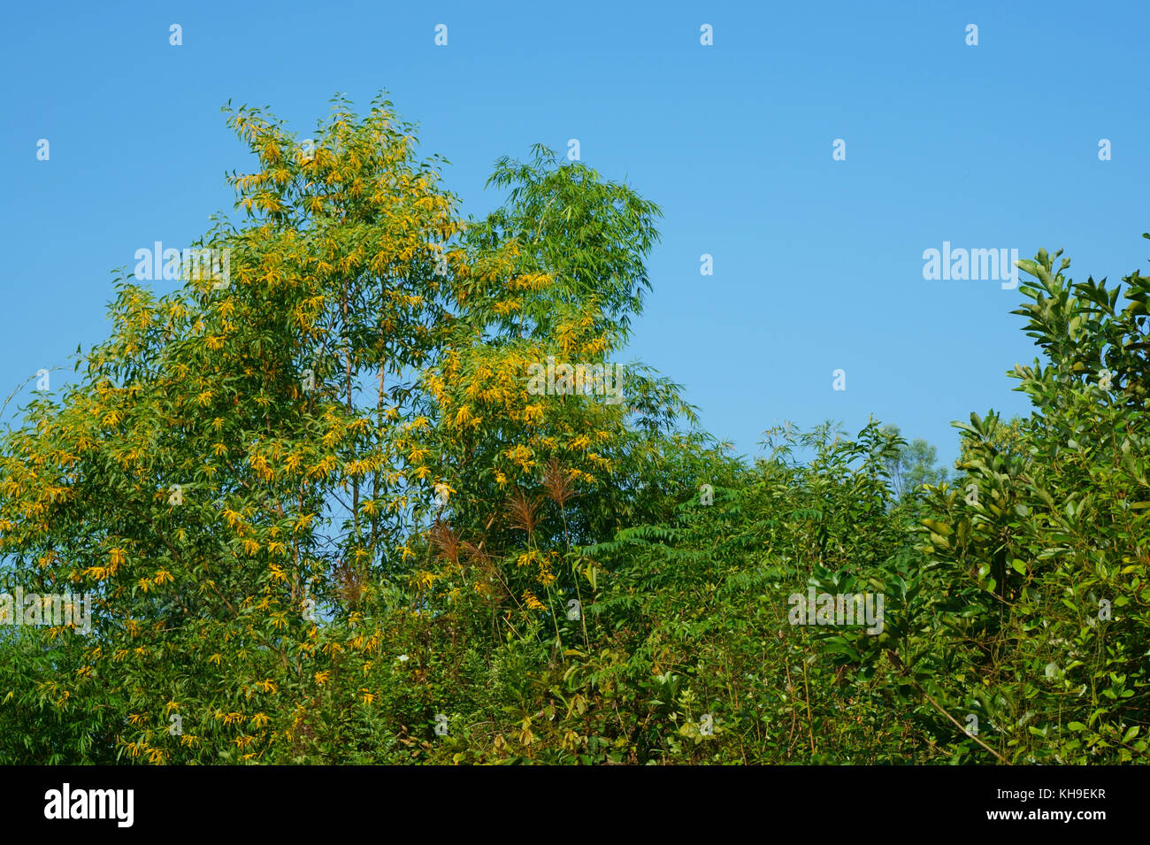 Foliage and sky with autumn colors Stock Photo