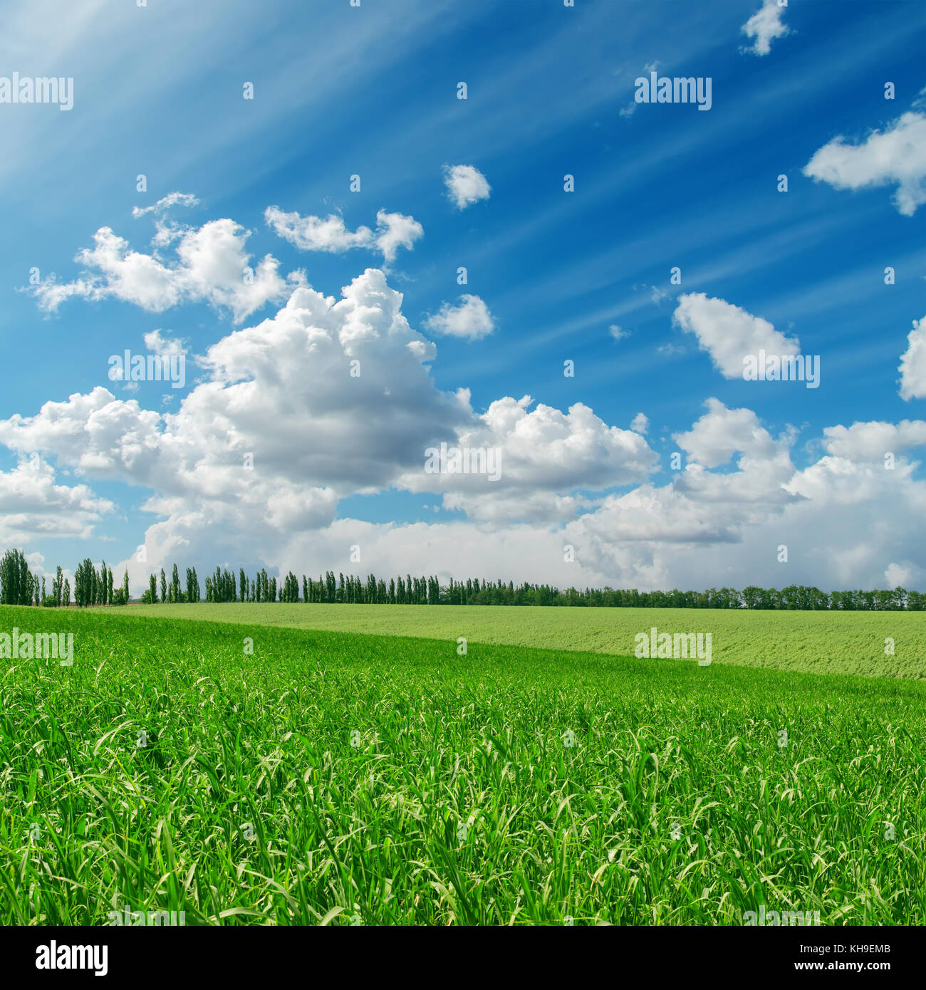 green grass under cloudy blue sky Stock Photo - Alamy